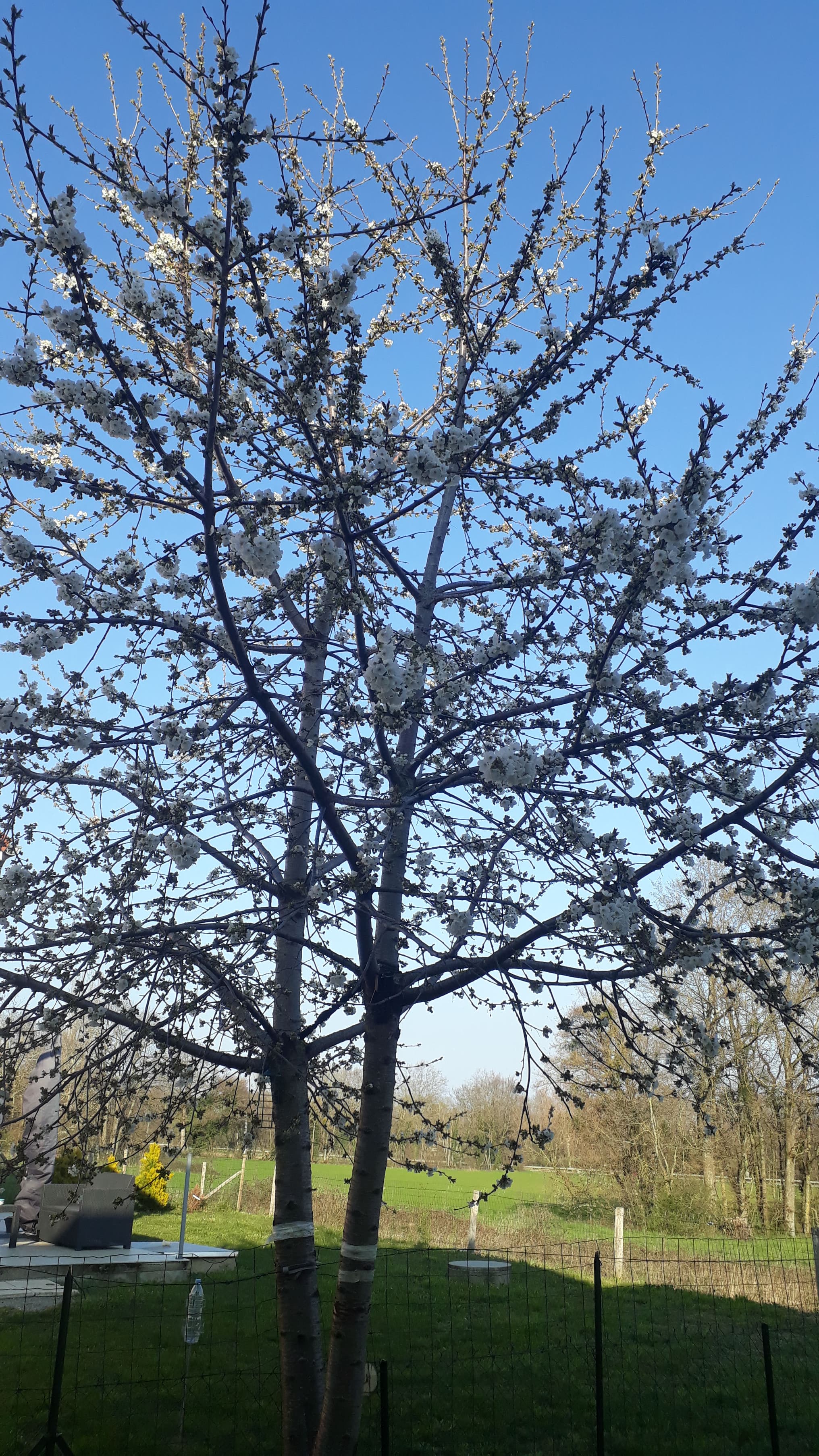 Cerisier à fleurs blanches. Prunus ?