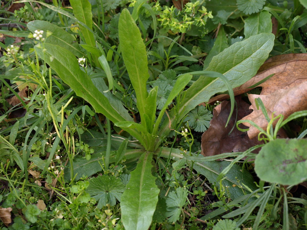 Autre photo : une laitue ?