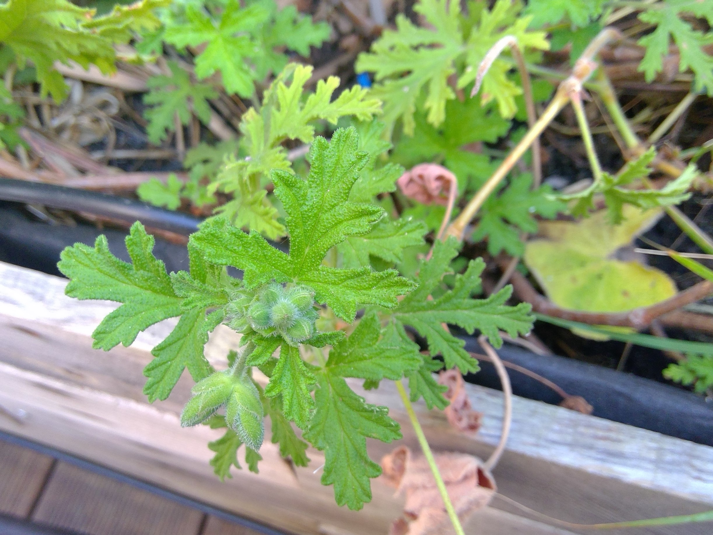Géranium marseille avril 2020