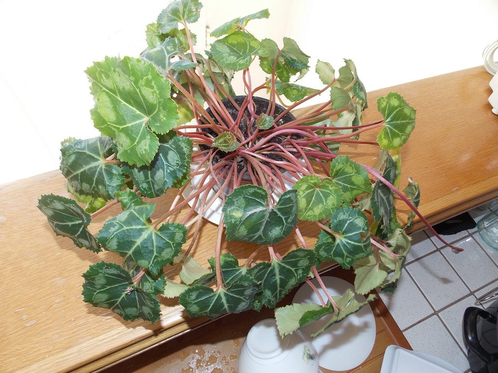 Cyclamen de fleuriste