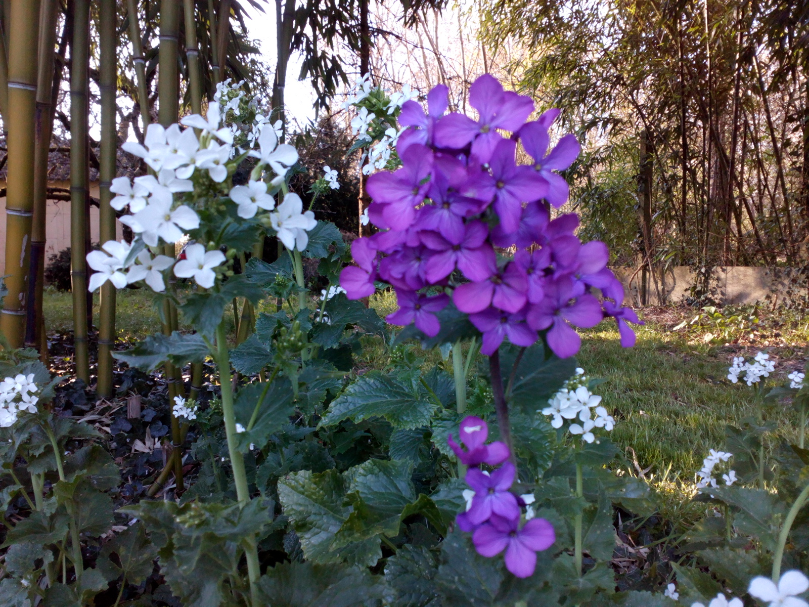 Inflorescences blanches et violettes