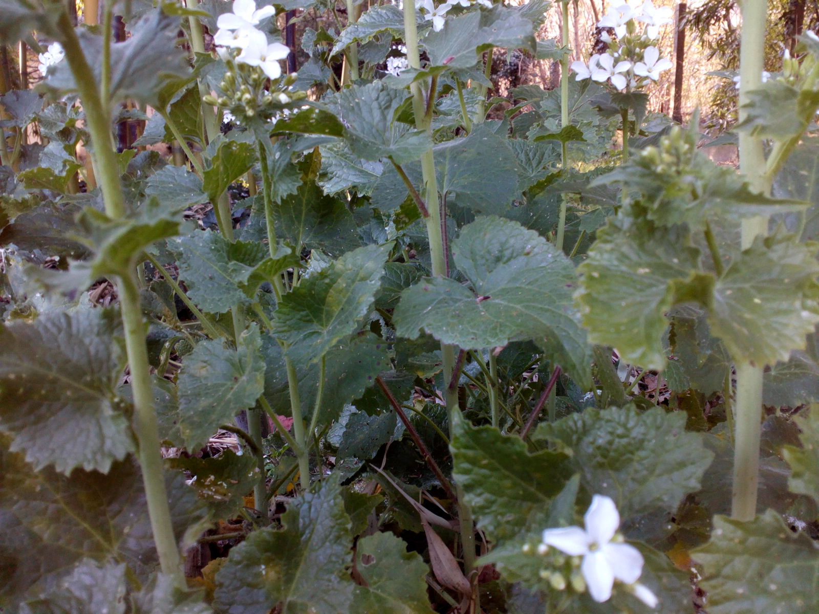 Regroupement de plants fleuries de monnaie du pape