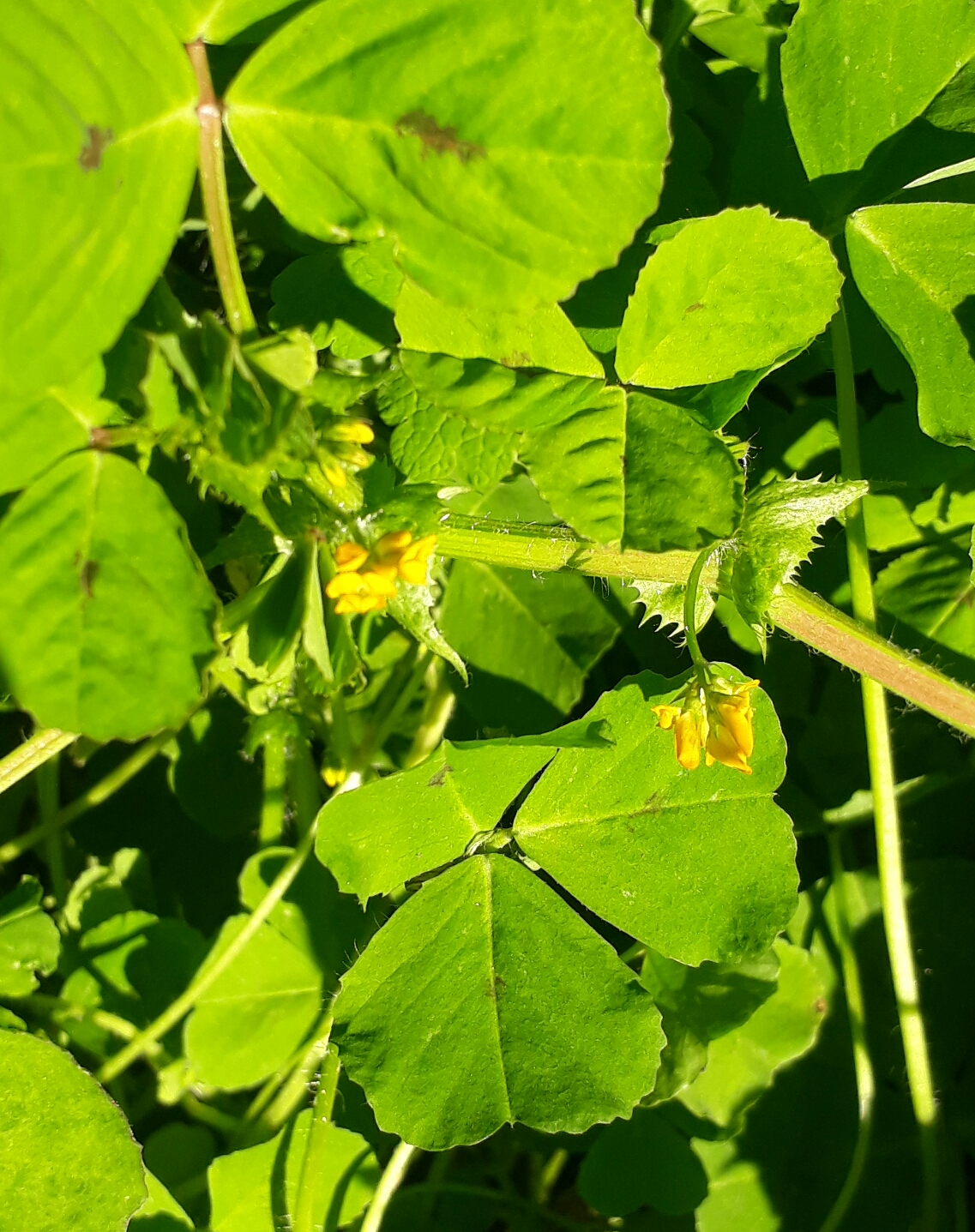 Luzerne tachetée (plan large)