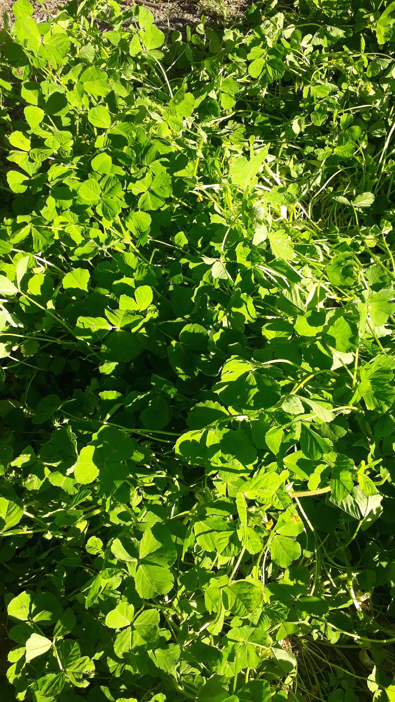 Luzerne tachetée (plan large)