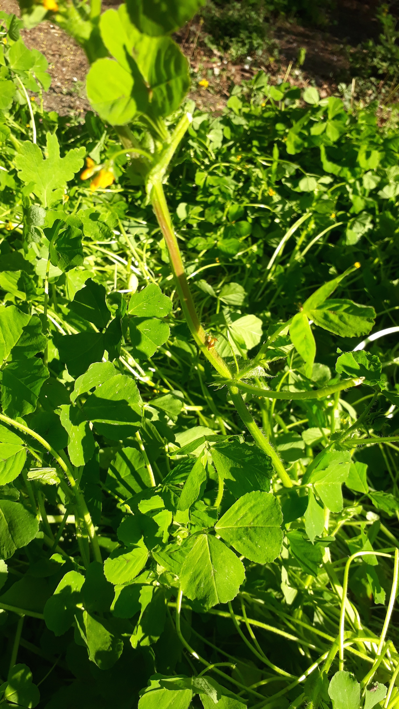 Luzerne tachetée (plan large)