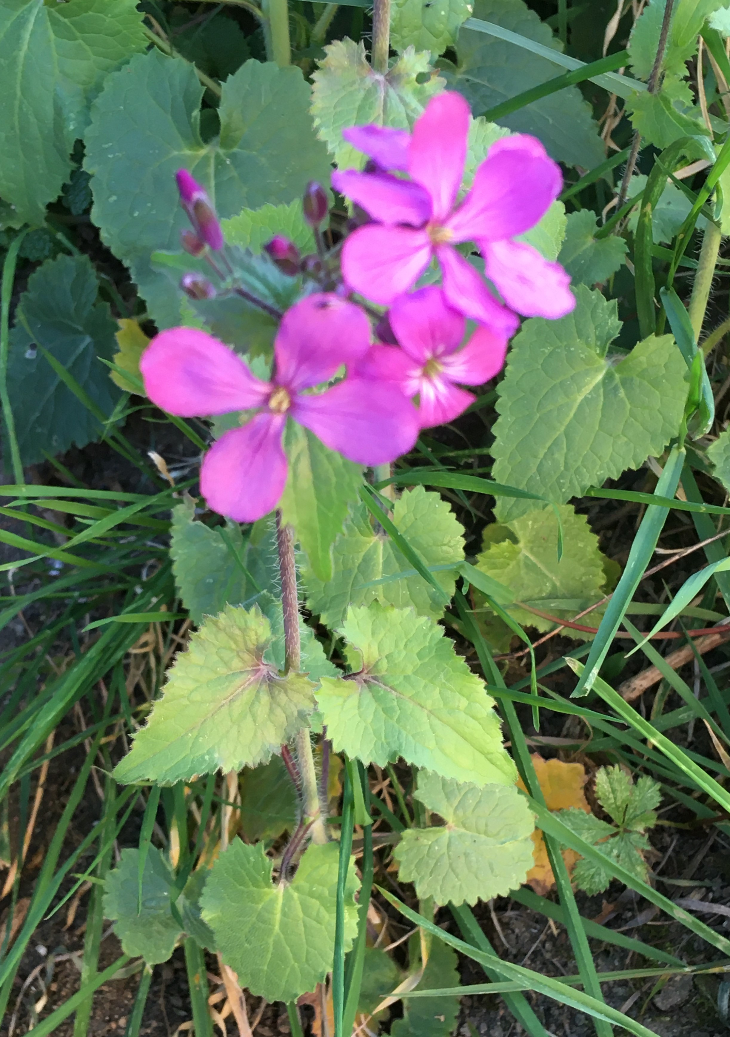 MONNAIE DU PAPE - vue globale