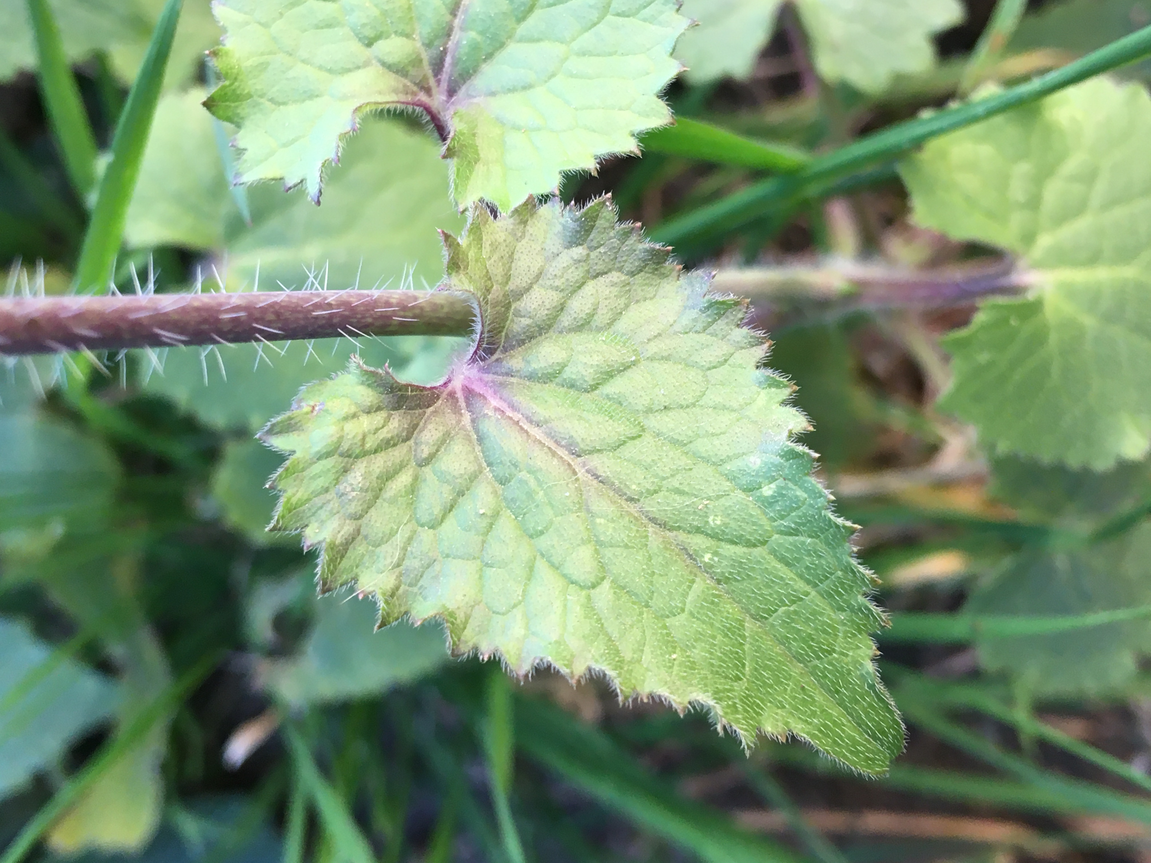 FEUILLE DE MONNAIE DU PAPE