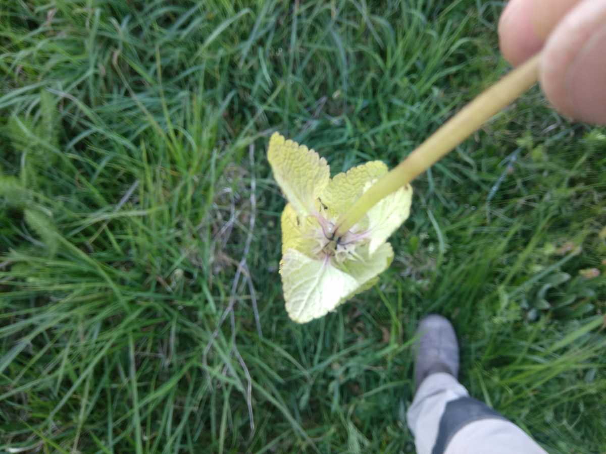 Lamier pourpre vu de dessous