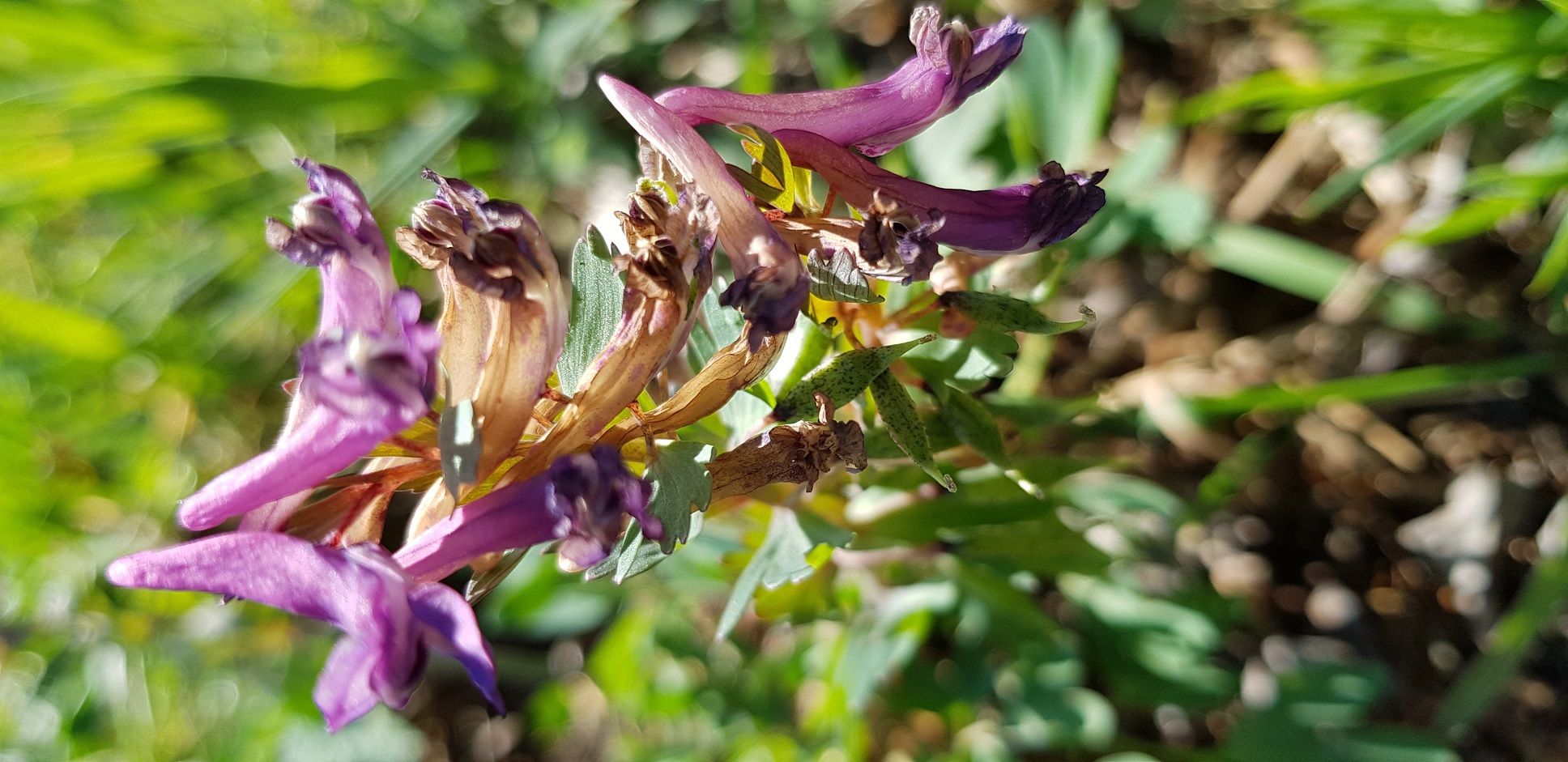 Fleur de Corydale à bulbe