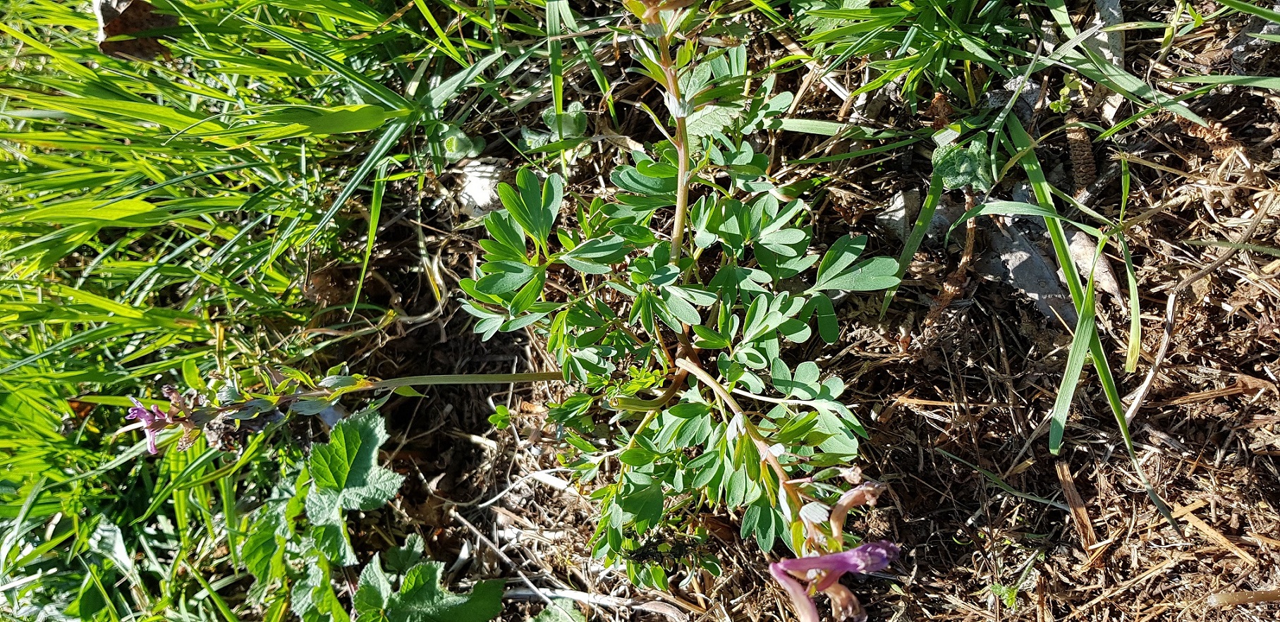 Corydalis solida plante entière