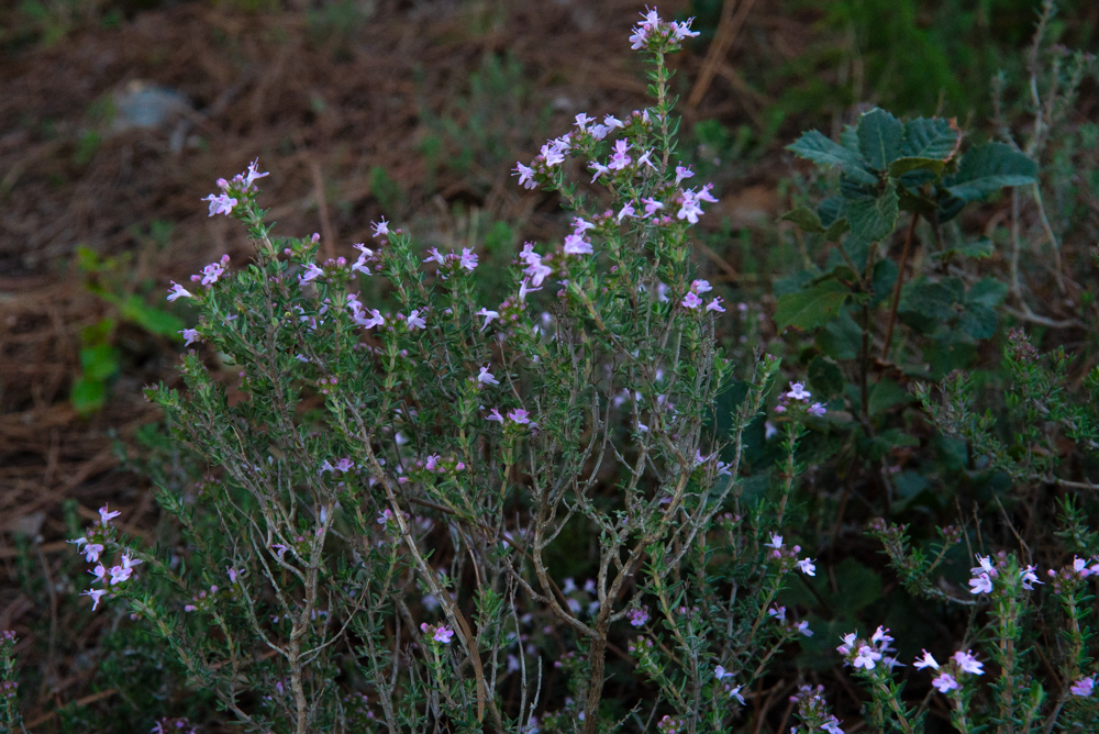 Plantes de Thym