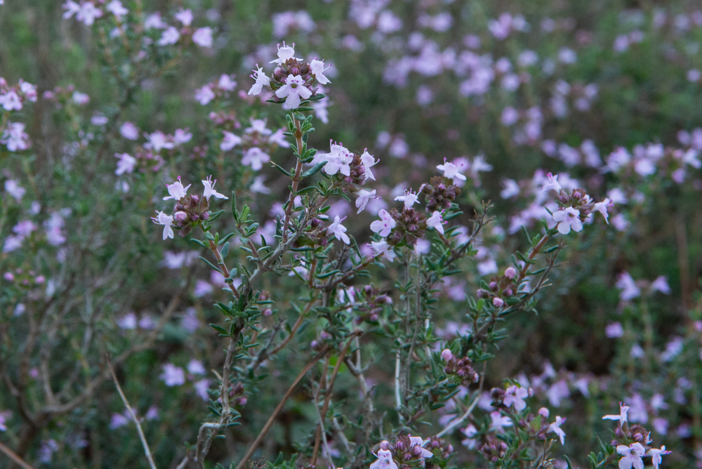 Fleur et feuilles de Thym