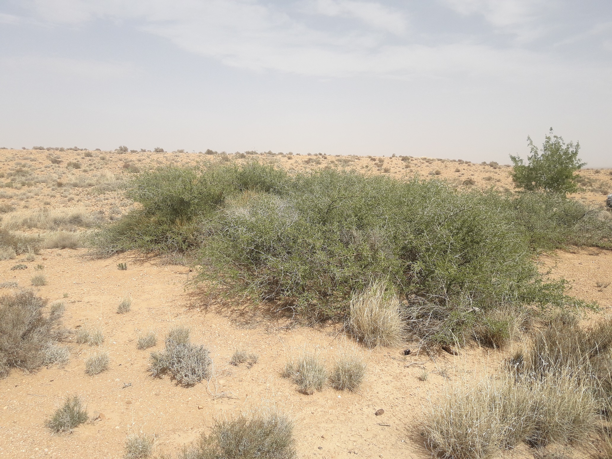 vue d'esenmble Ziziphus lotus