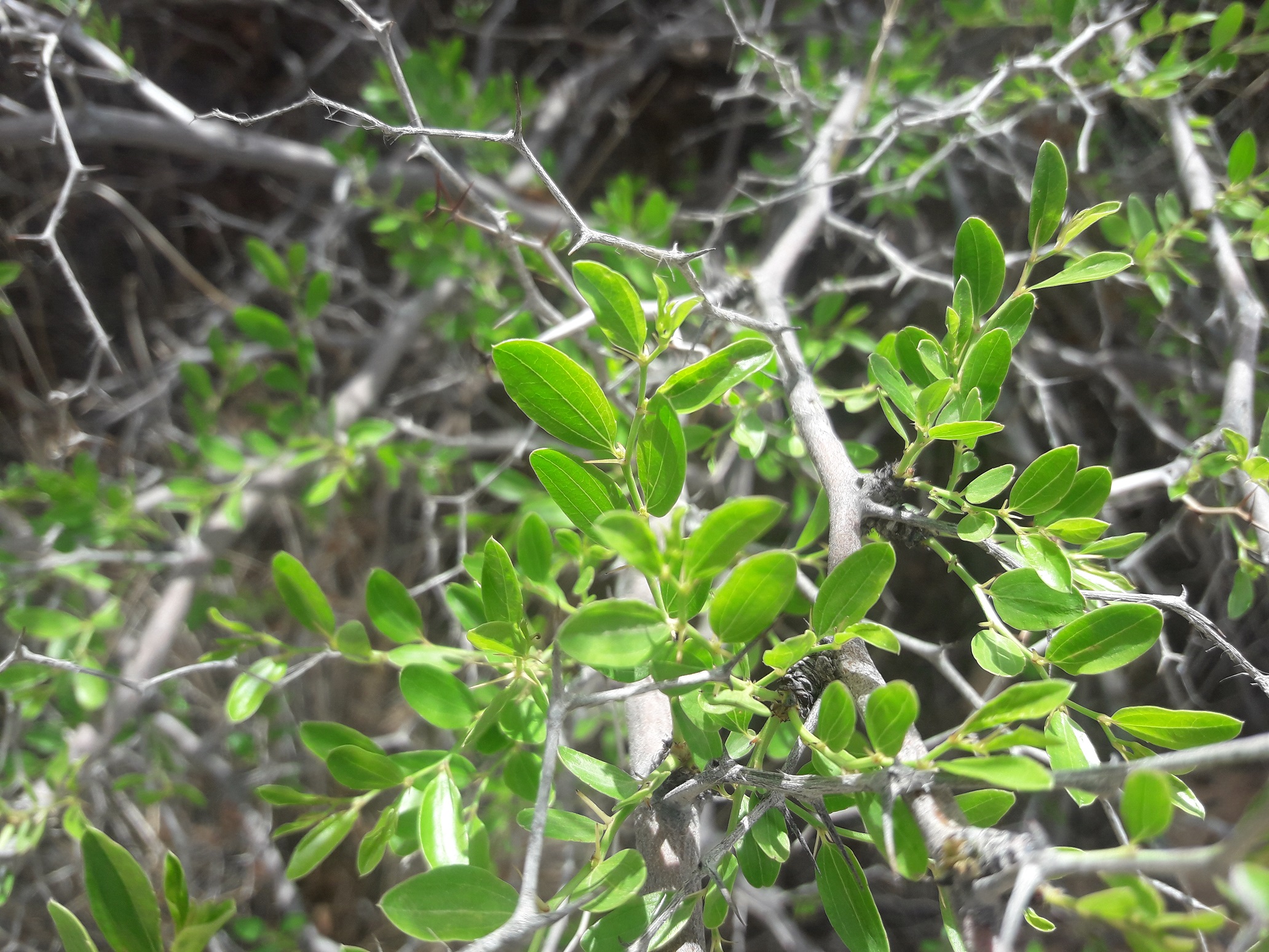 Feuilles Ziziphus lotus