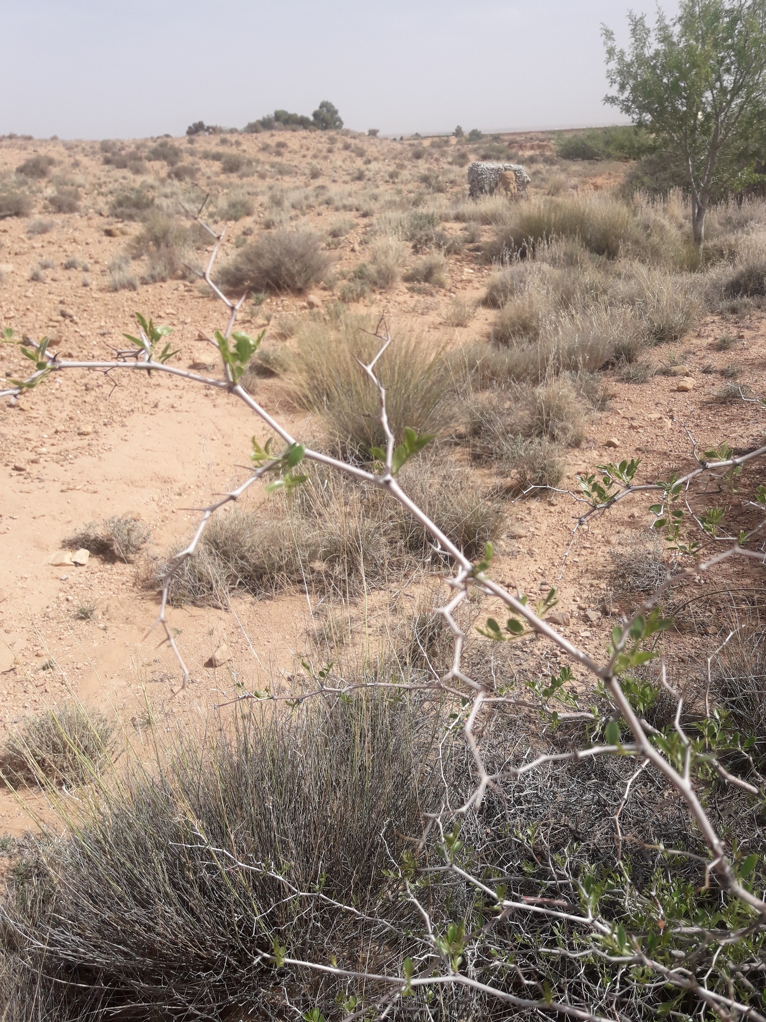 Feuilles Ziziphus lotus