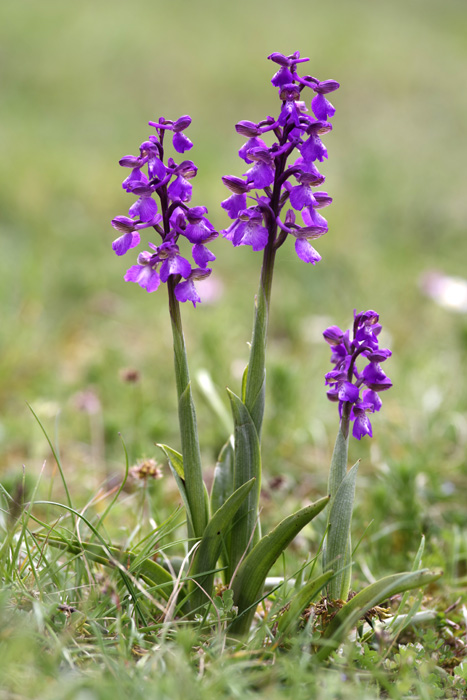 Orchis bouffon, vue générale