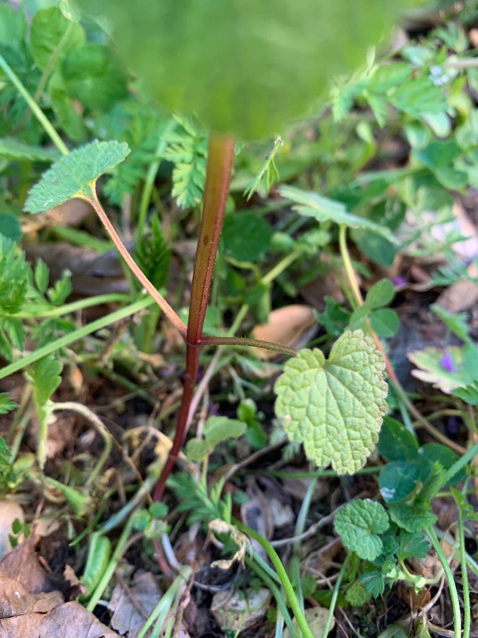 Lamium purpureum L. - feuilles
