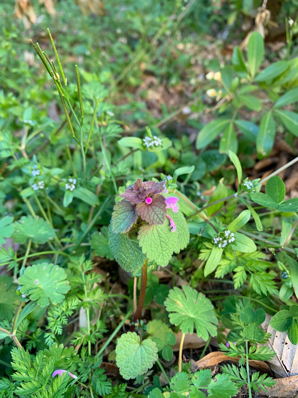 Lamium purpureum L. - fleurs
