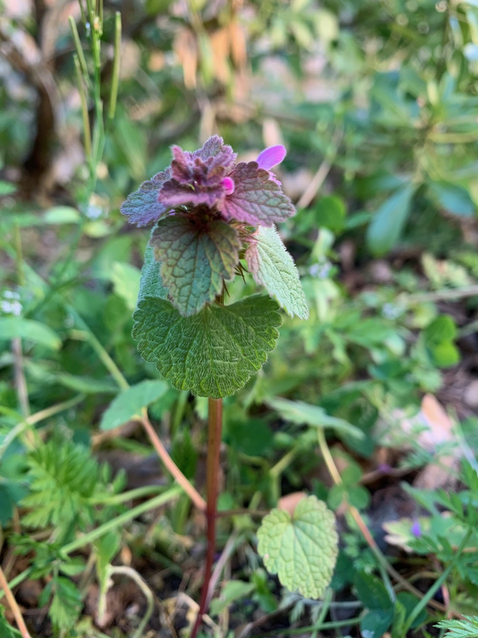 Lamium purpureum L. - vue ensemble