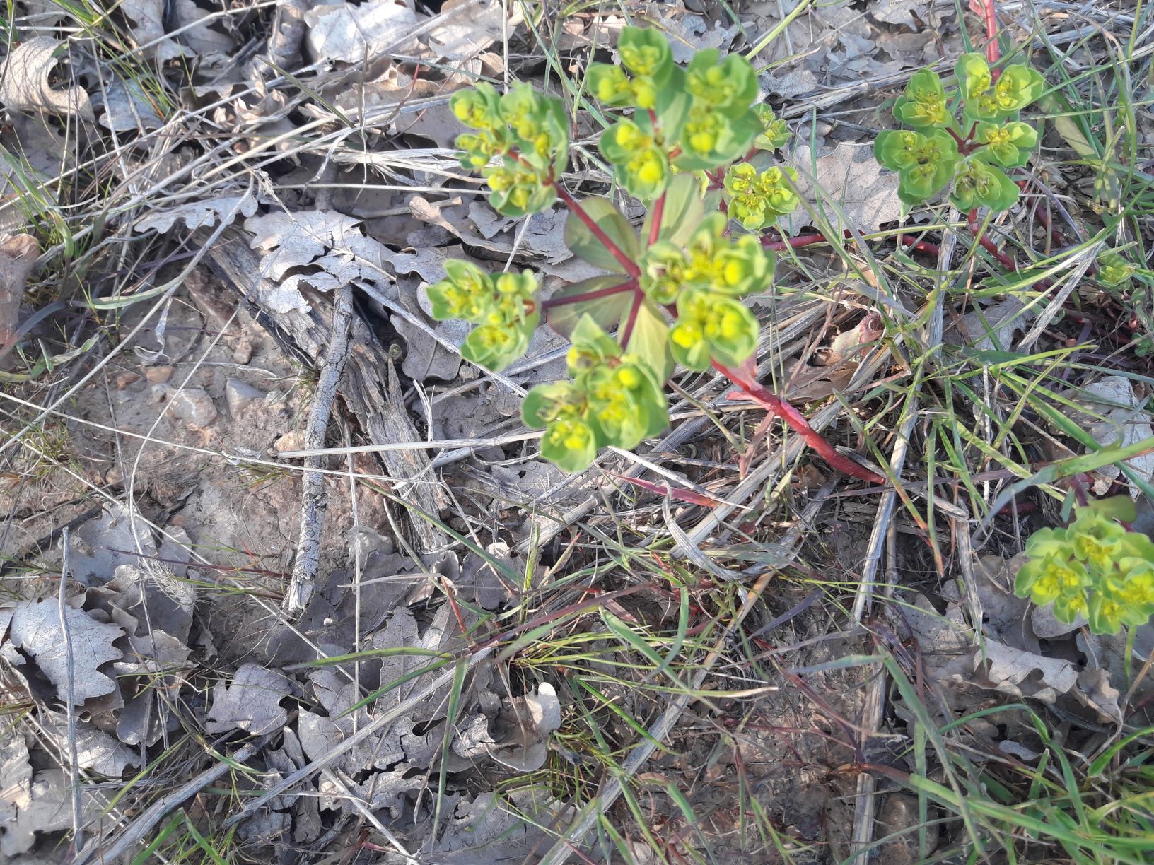 Euphorbia helioscopia
