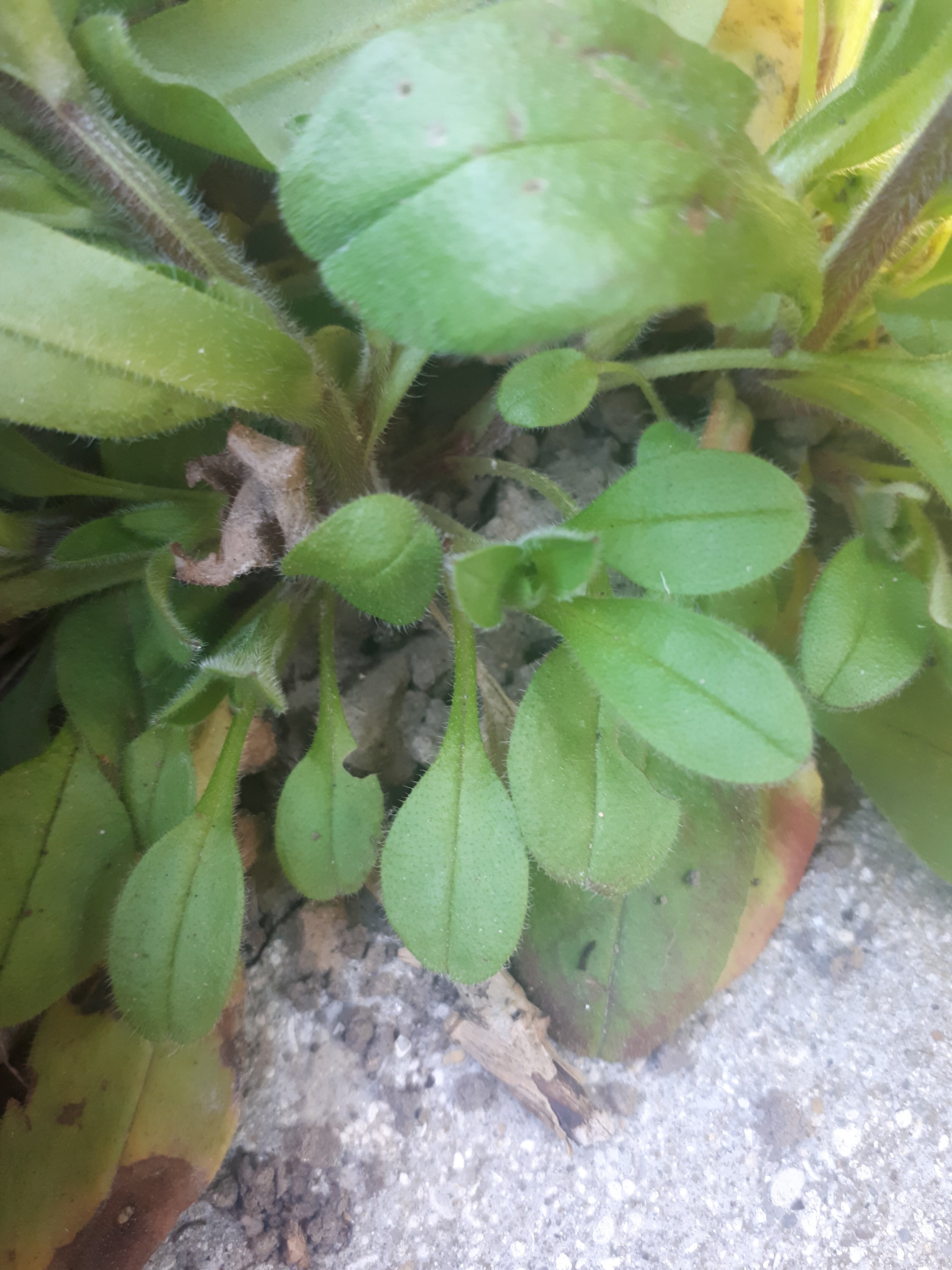 Myosotis feuilles inférieures