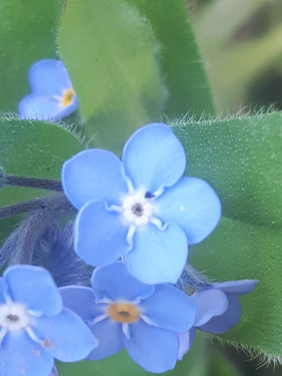 myosotis fleur
