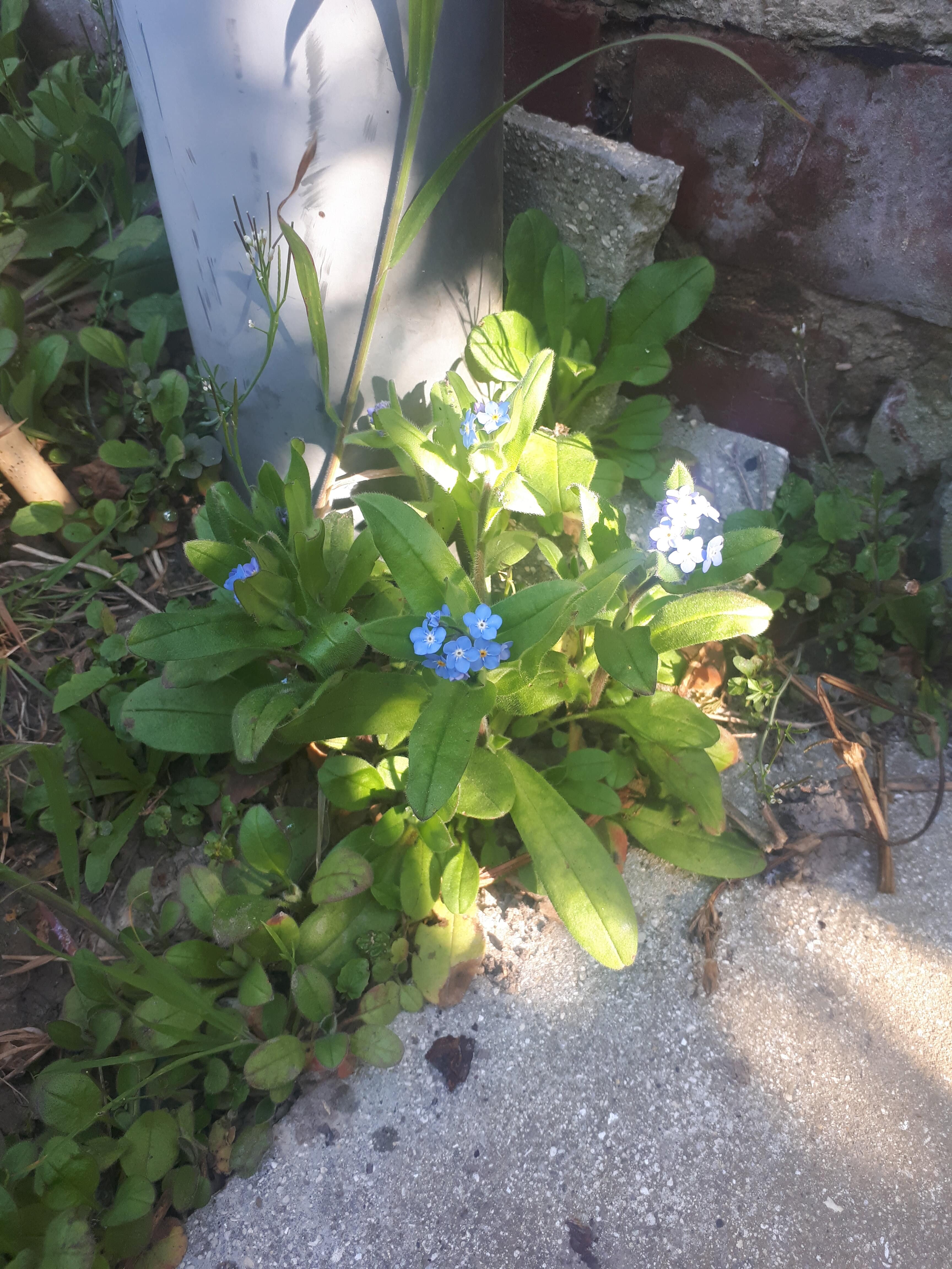 Vue globale myosotis