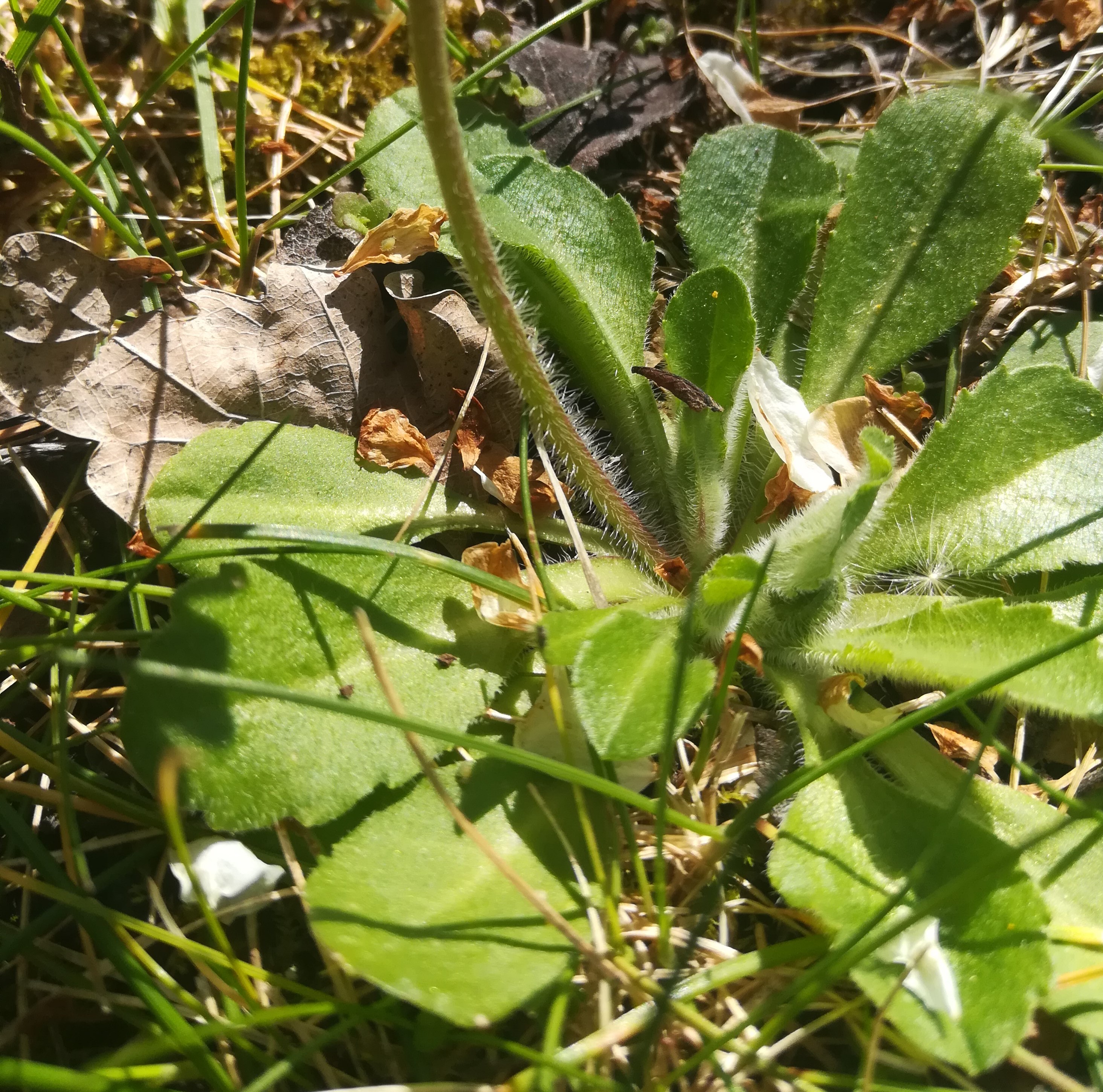 Feuilles pâquerette