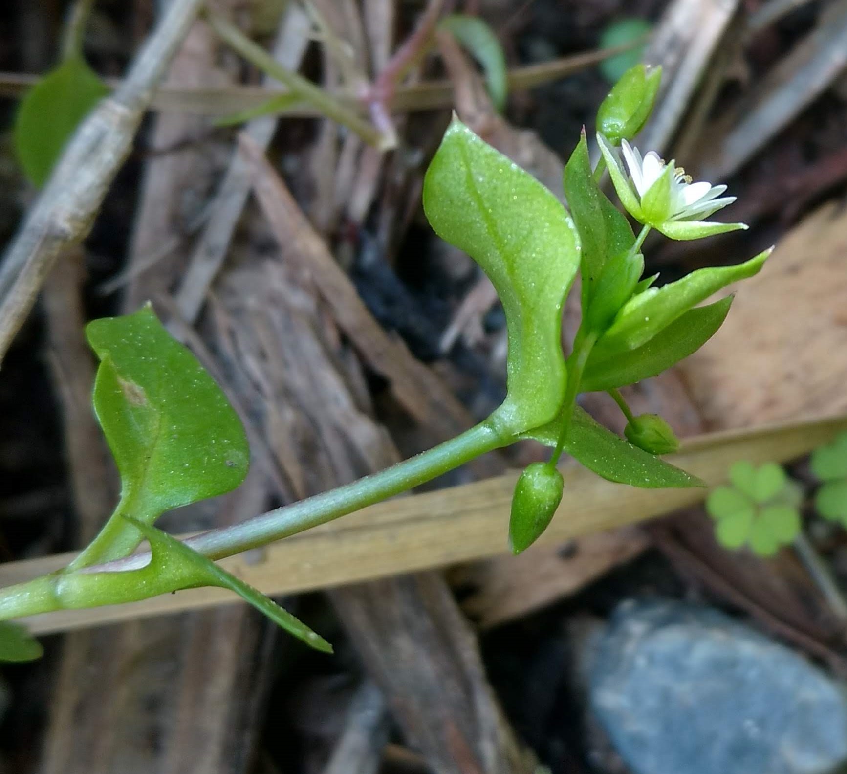 Fleur et feuilles de Stallaria Media vu de coté