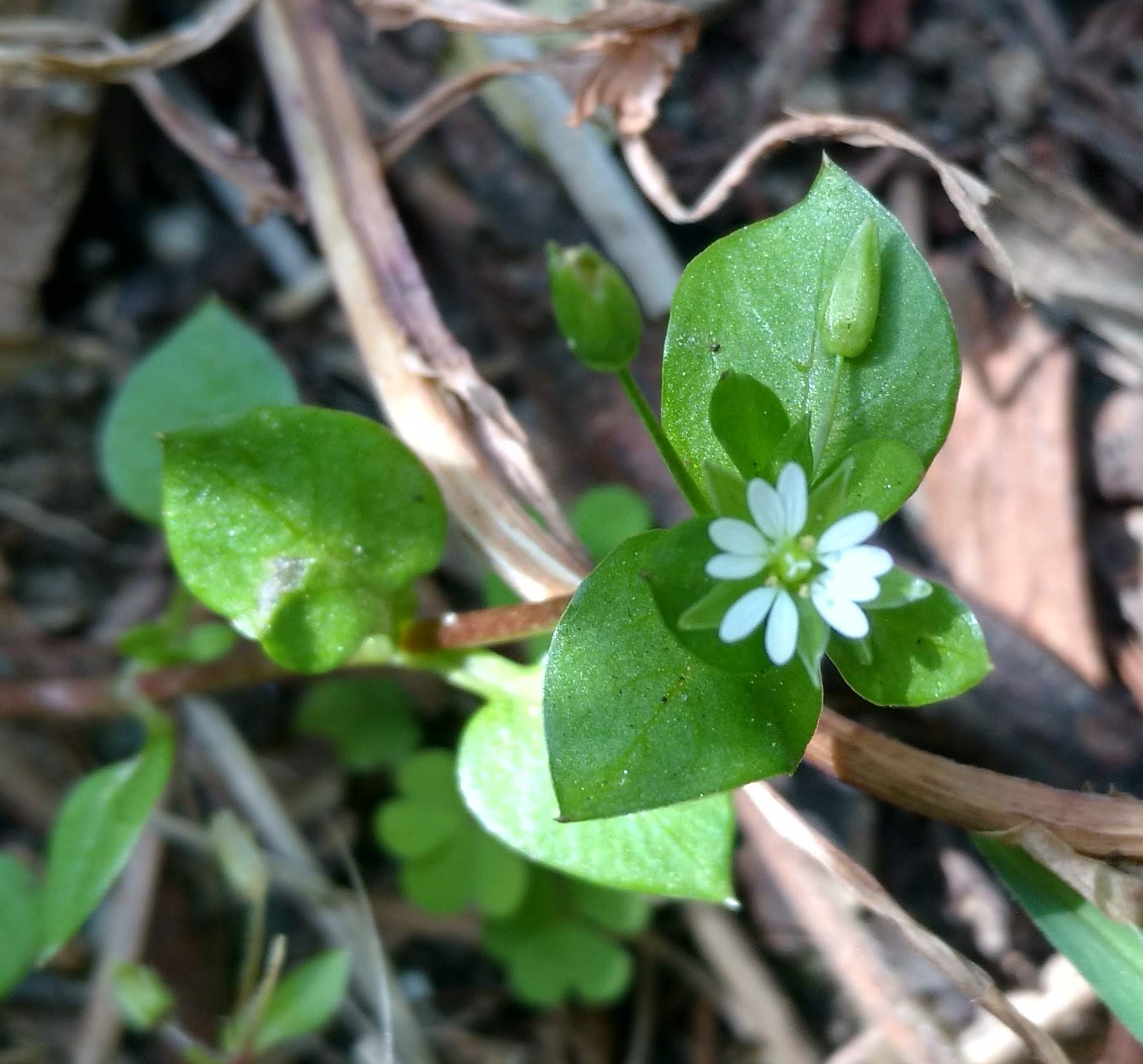 Fleur et feuilles de Stallaria Media vu de dessus