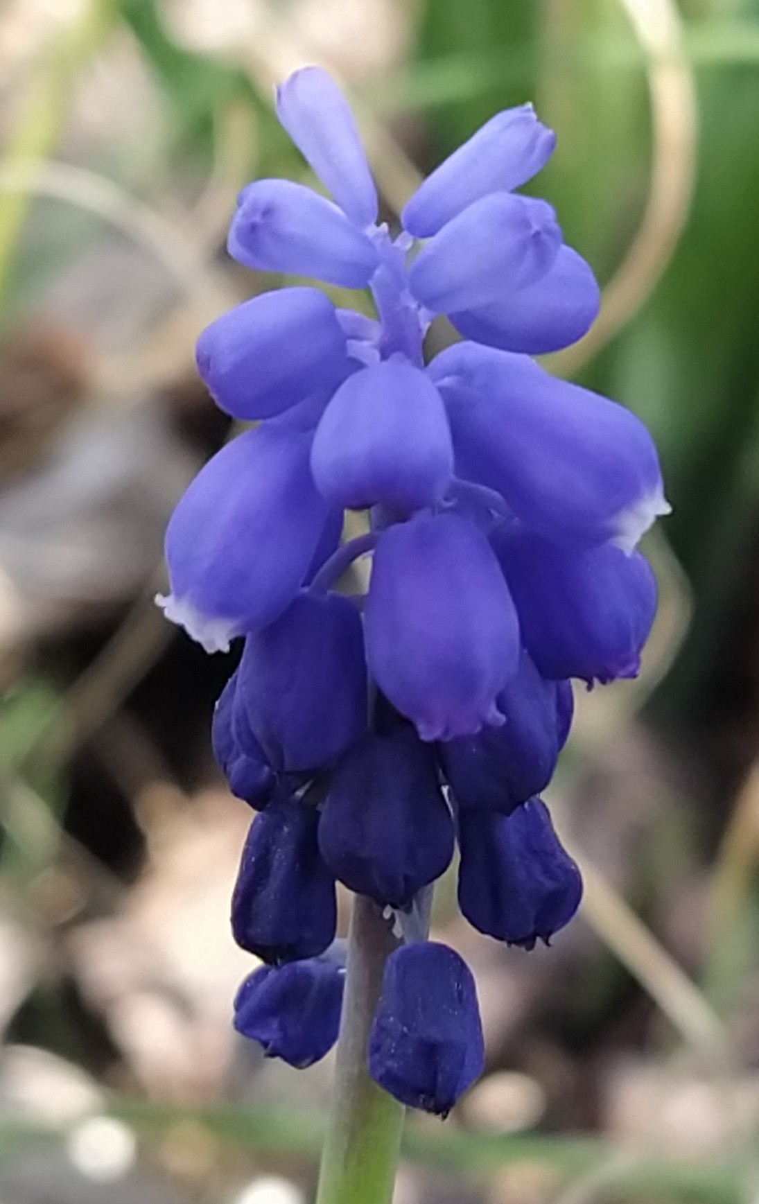 fleur de muscari
