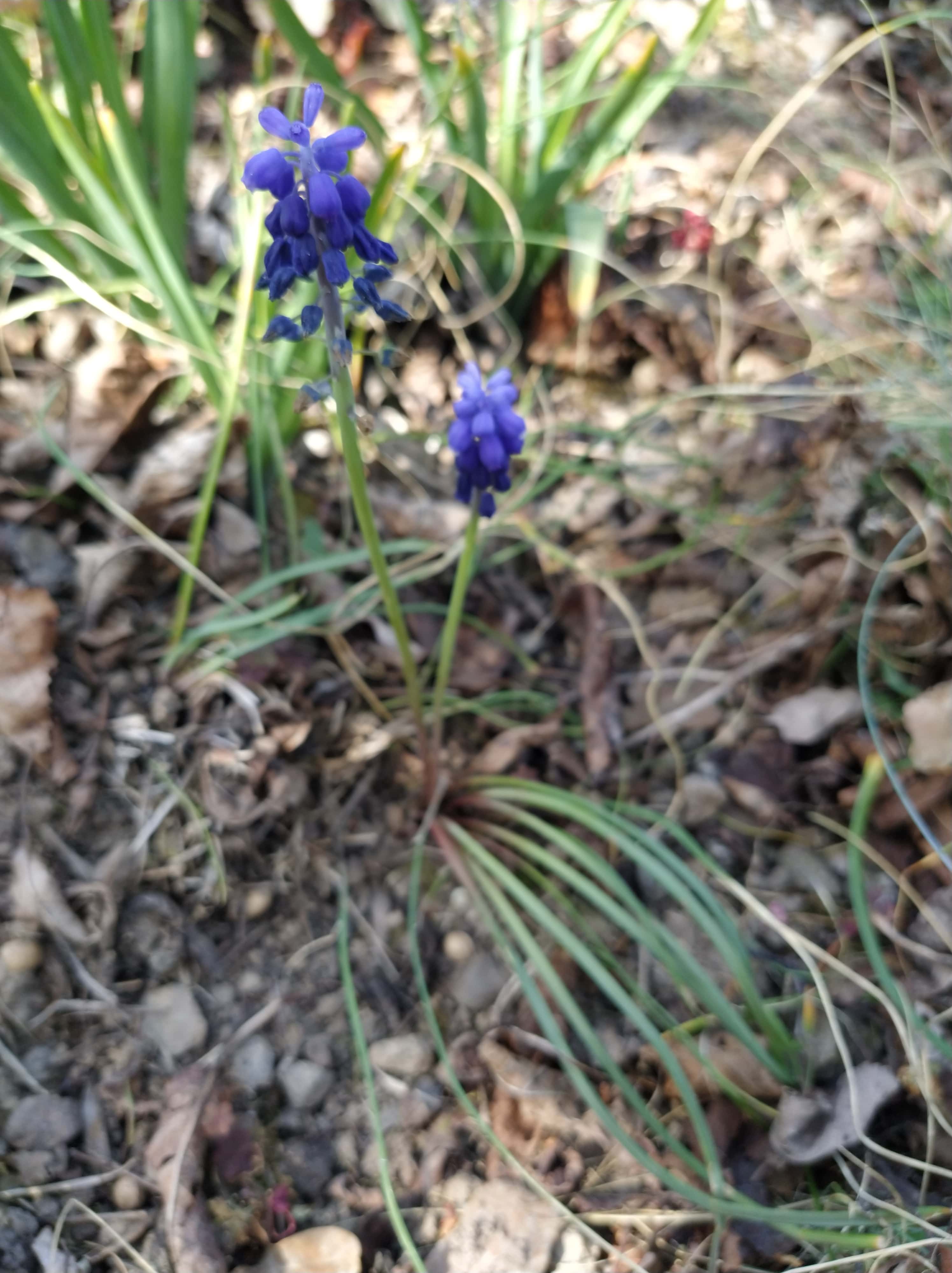 photo globale de muscari