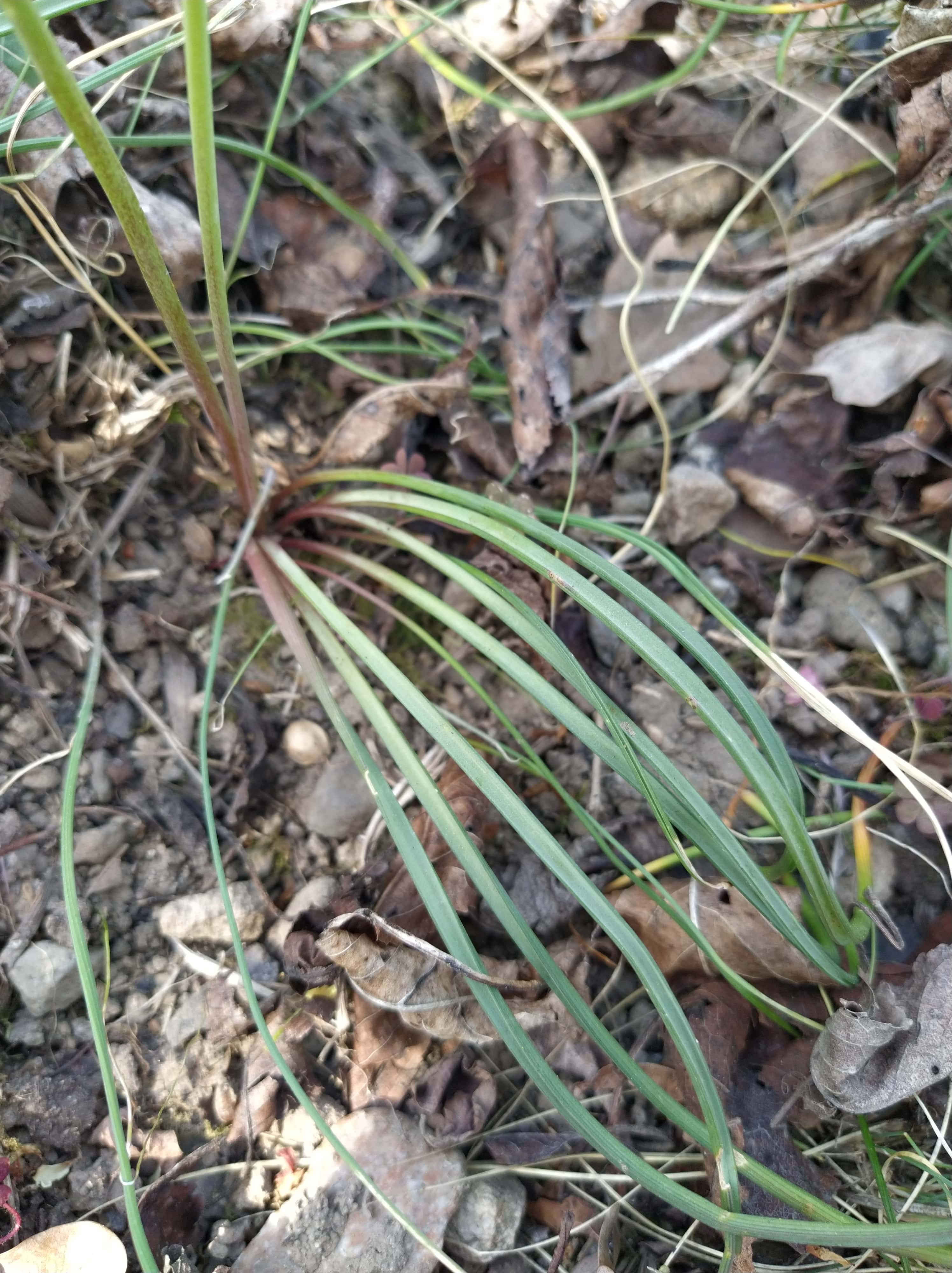 tige et feuilles de muscari