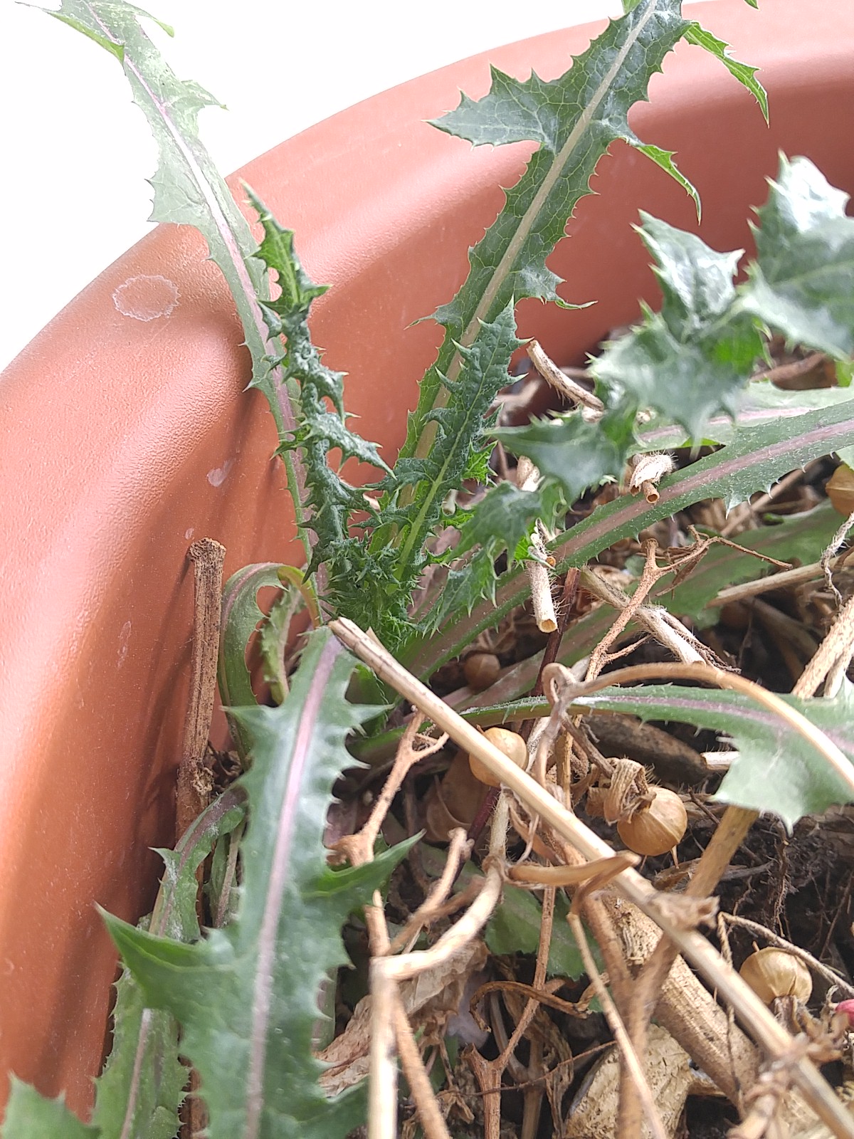 astéracée vue de près