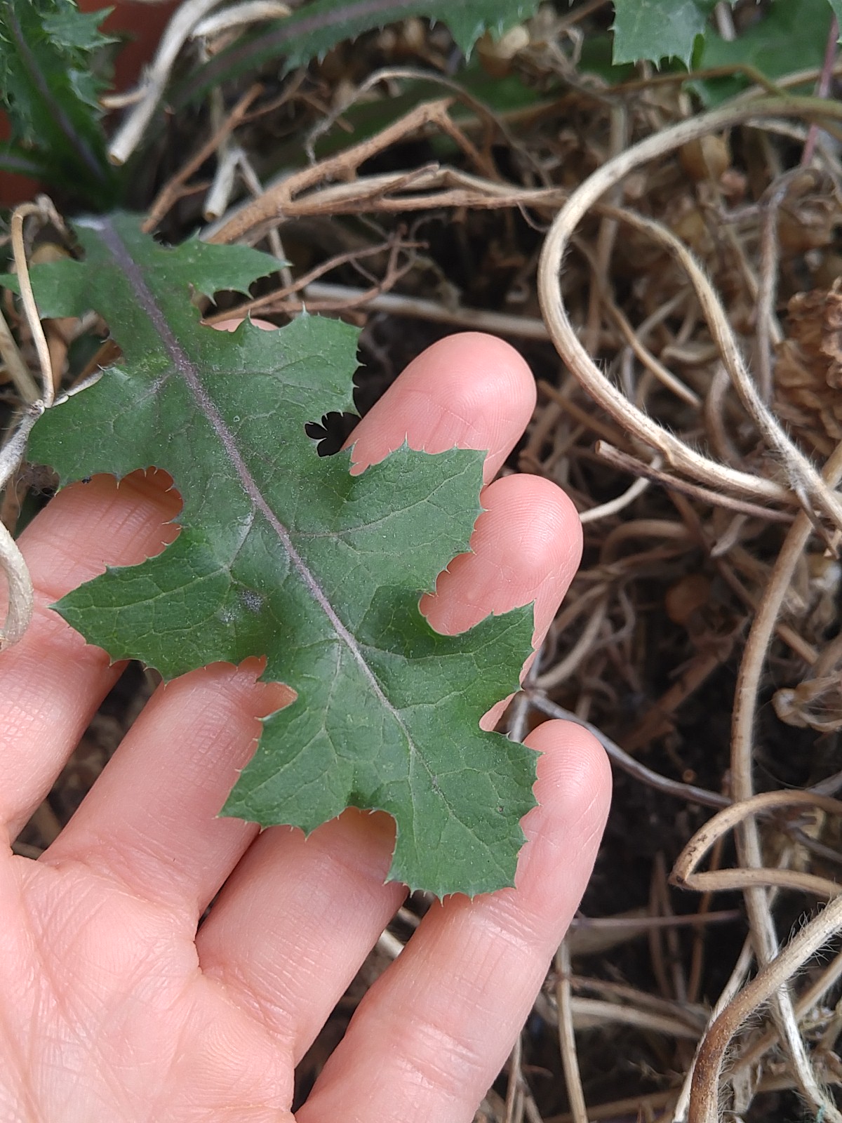 asteracée la feuille