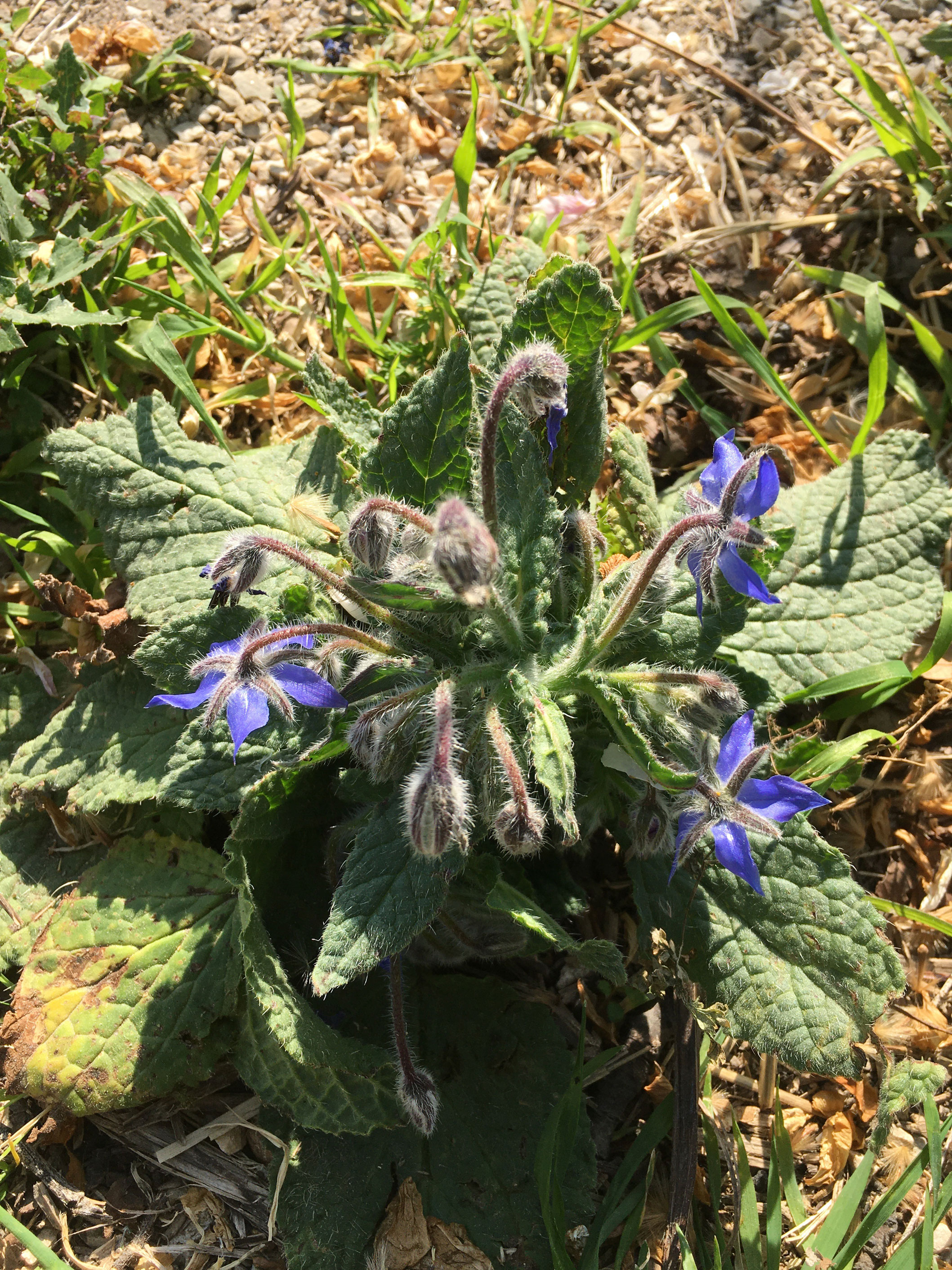 Bourrache Vue Générale