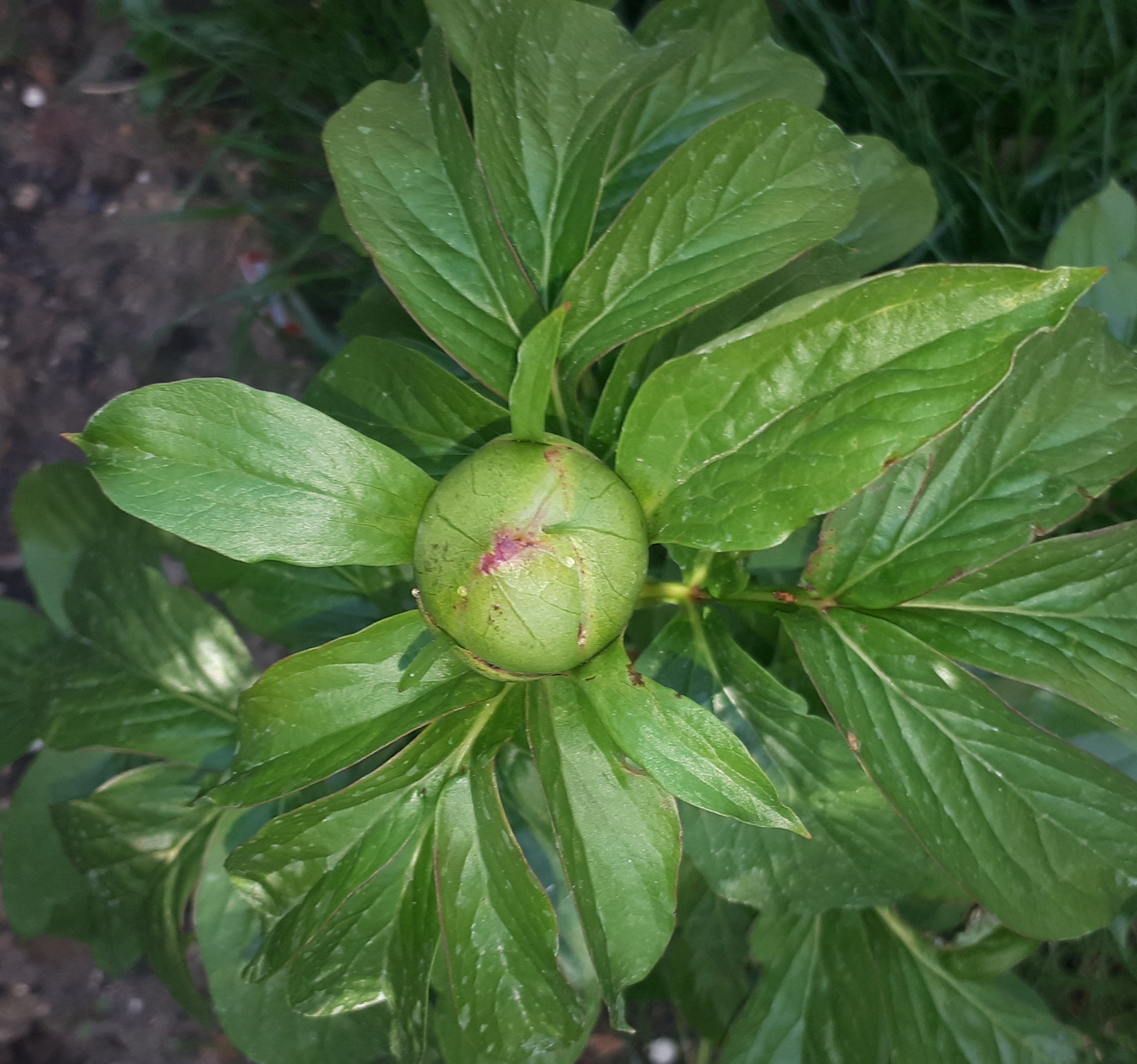 zoom bourgeon fleur de pivoine