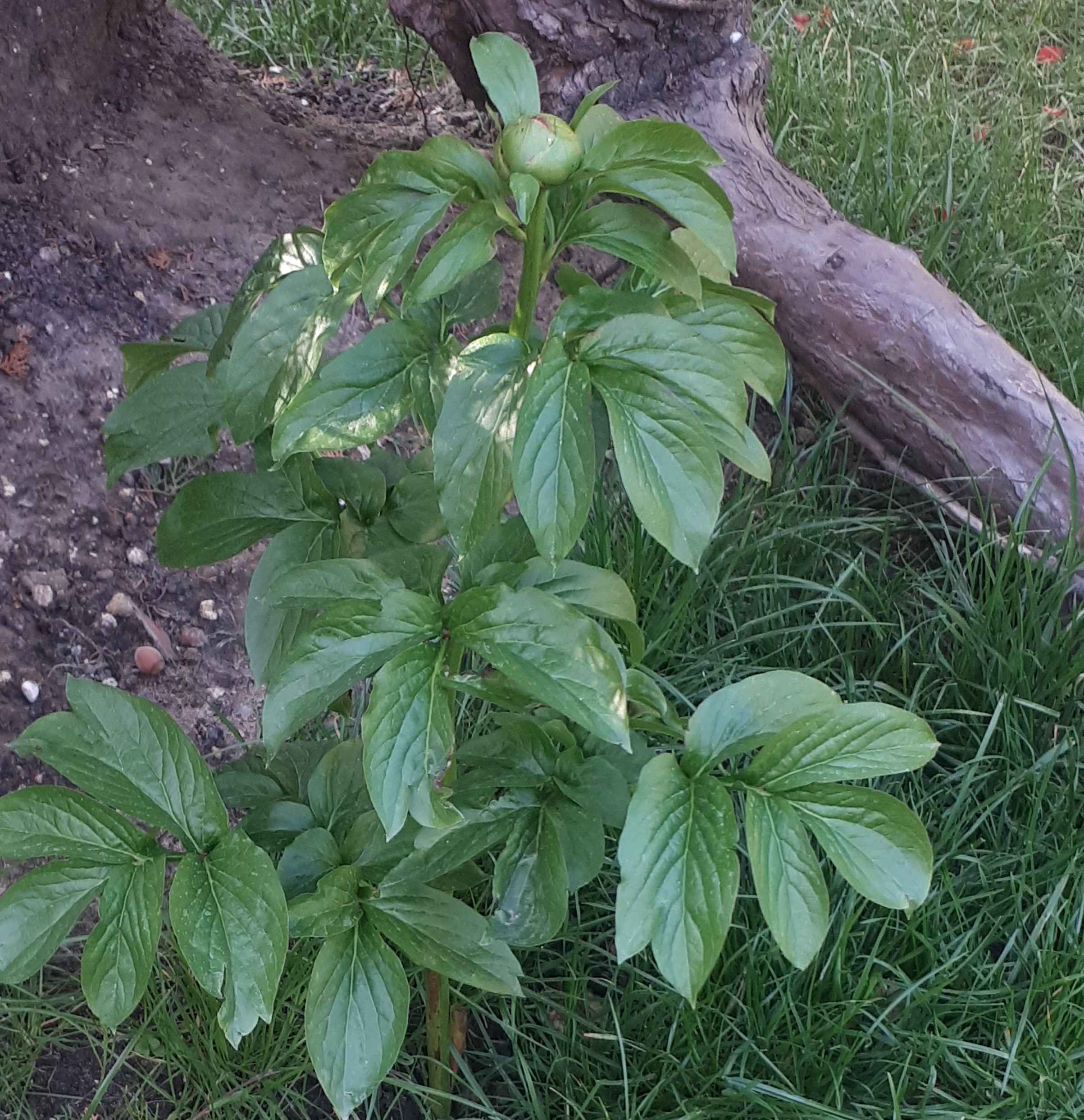 plante de mon jardin - pivoine