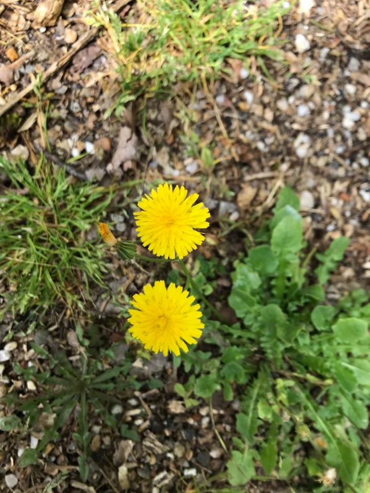 Pissenlit - fleurs - vue du dessus