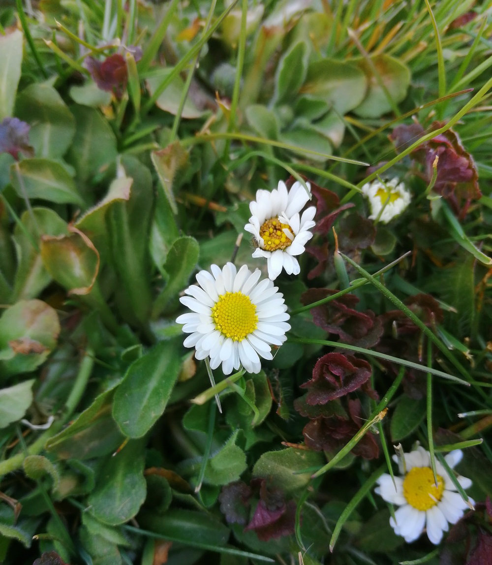 pâquerette vue de dessus