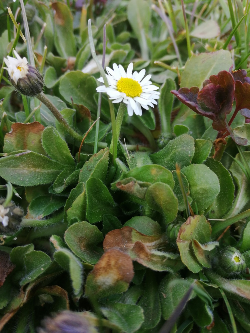 pâquerette vue globale