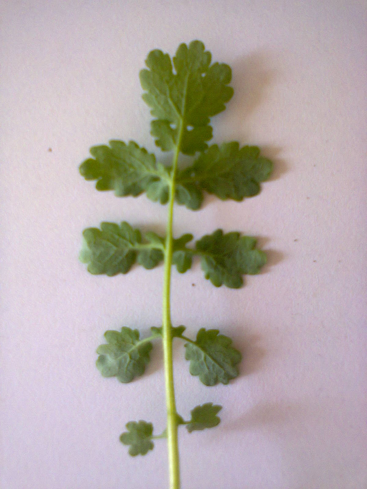 dessous de feuille de chélidoine