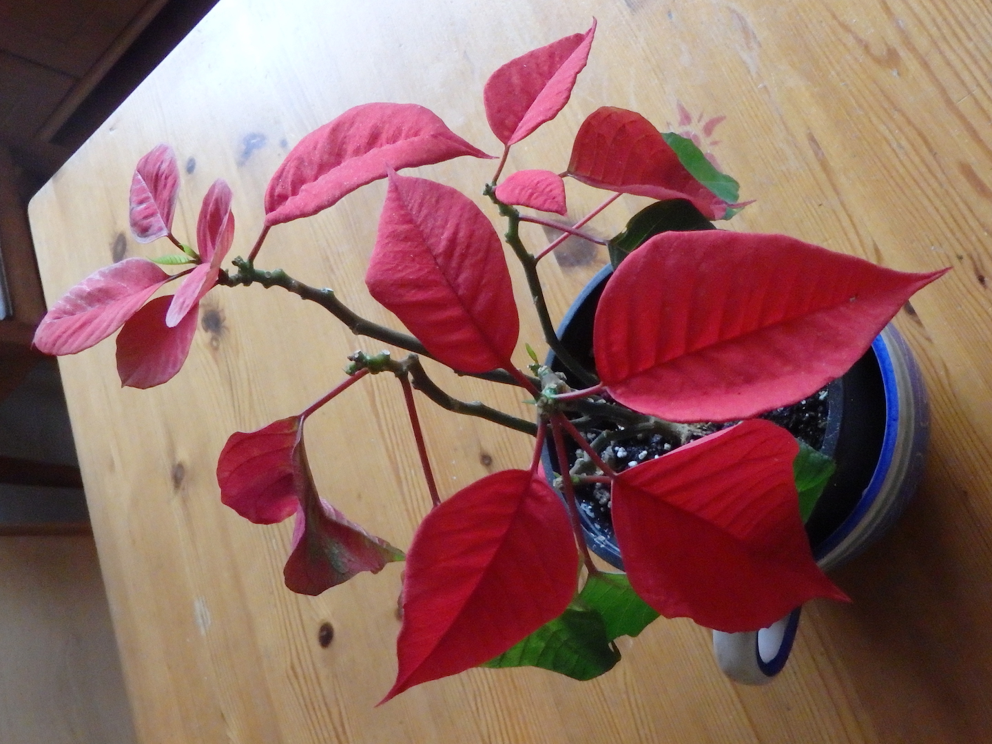 Poinsettia vue en plongée