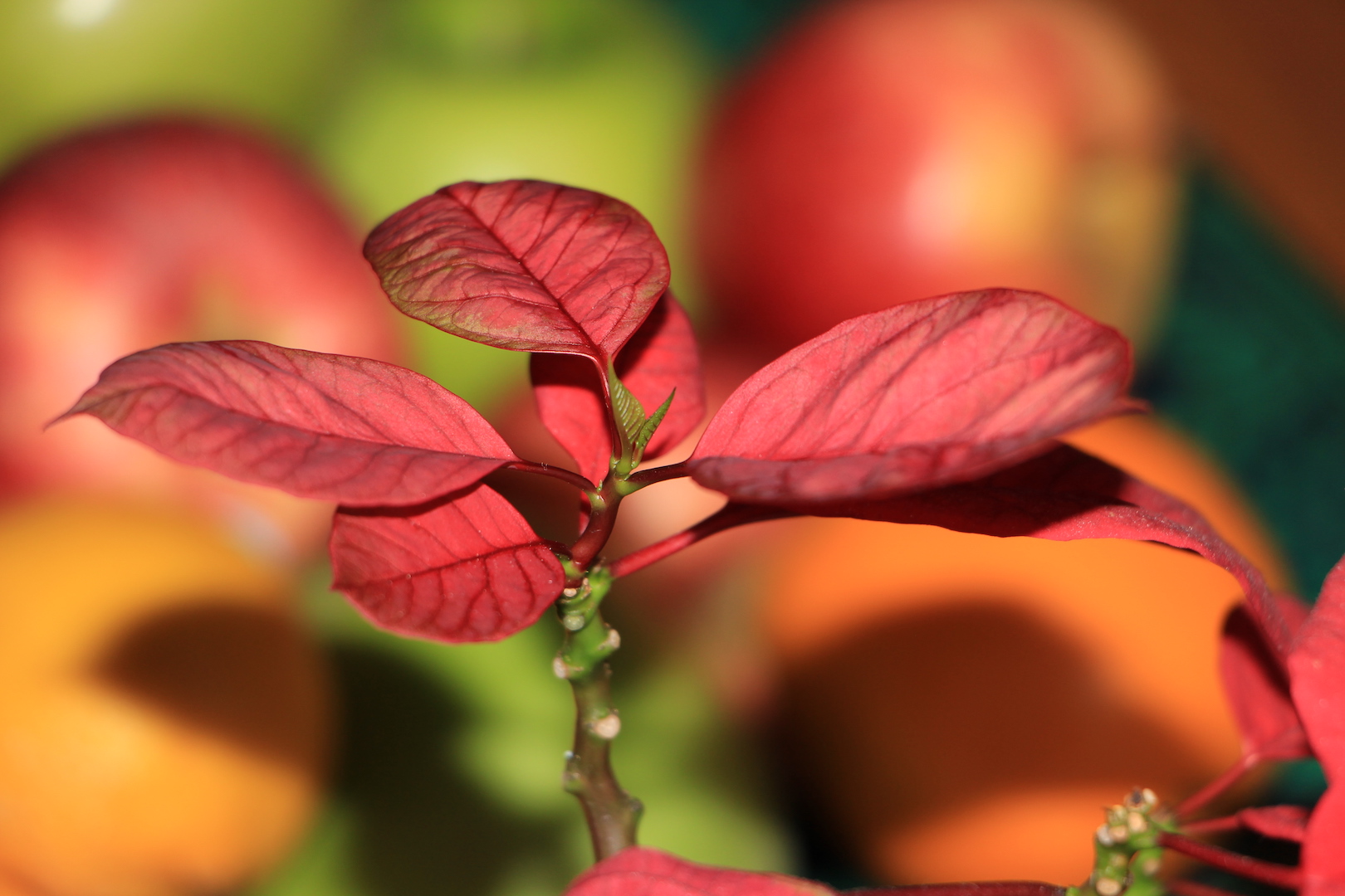 La bractée et l'émergence de nouvelles feuilles ou d'une future bractée?