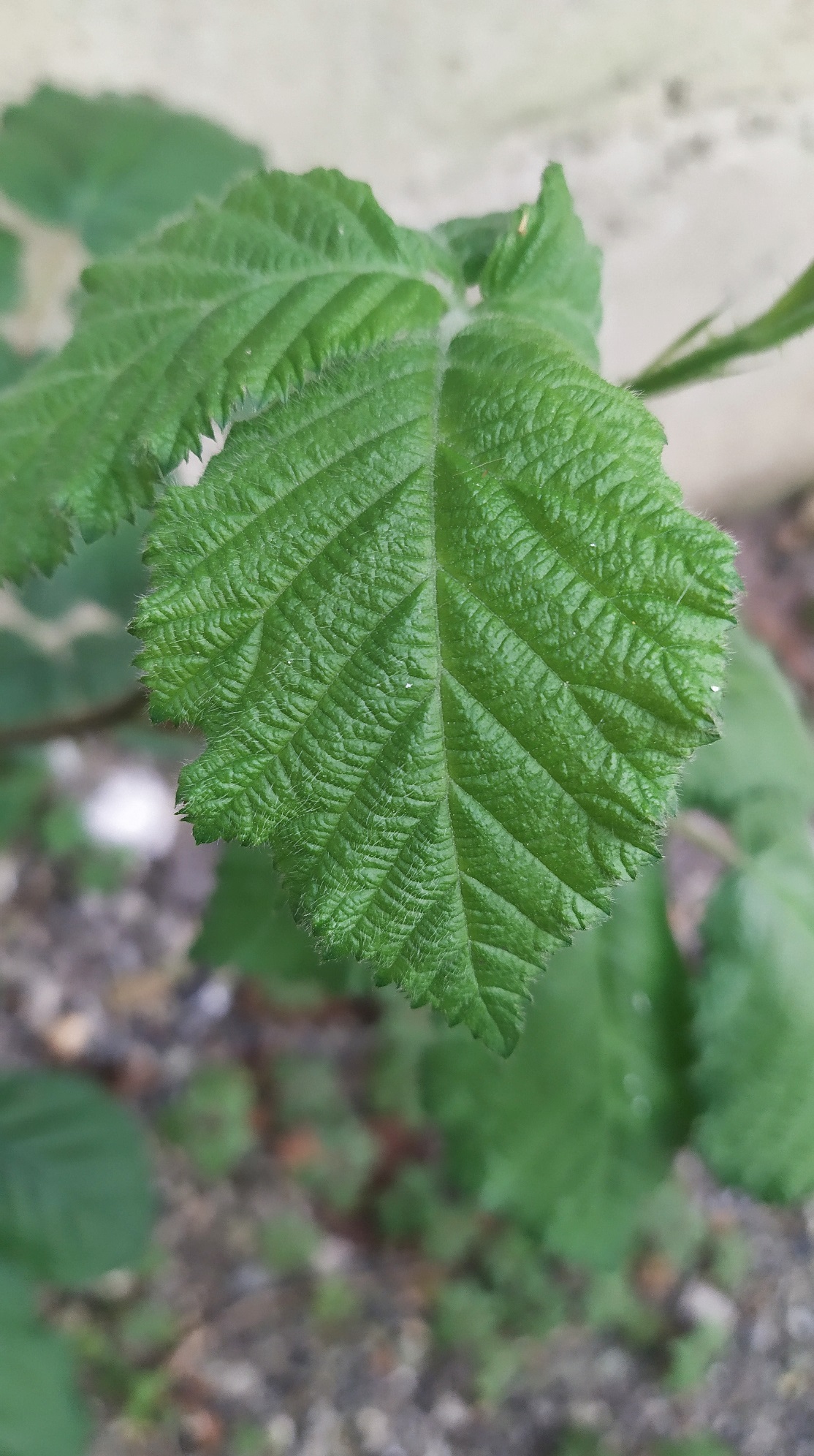 ronce détail feuille