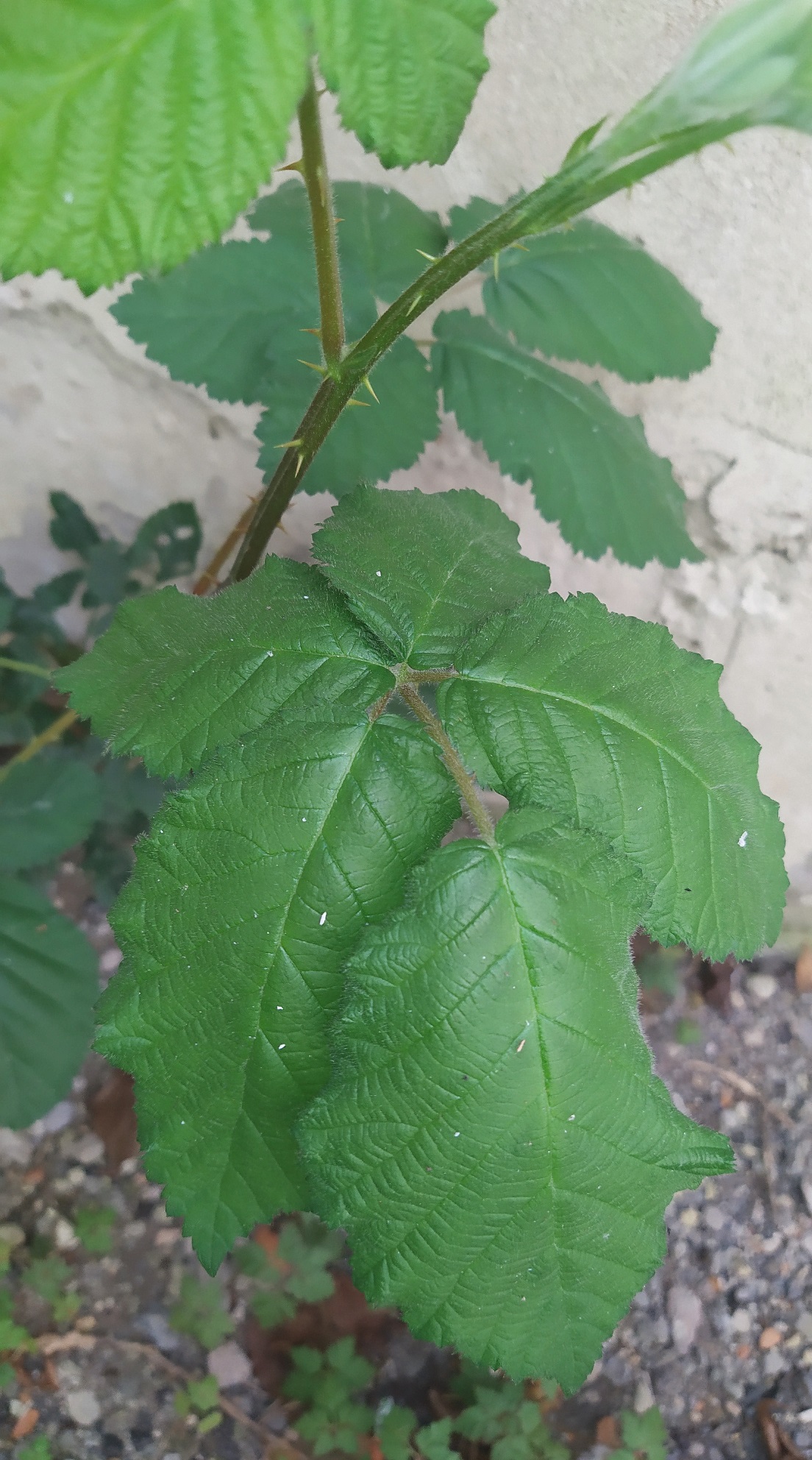 ronce tige et feuille du dessus