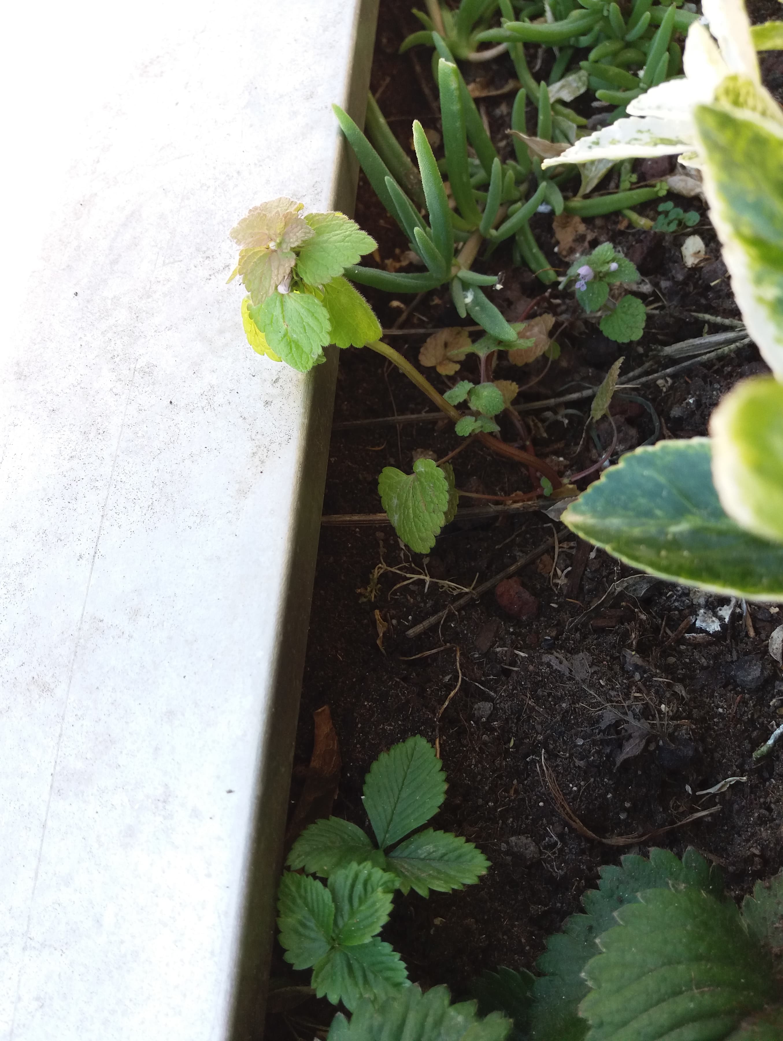 Vue globale de la plante