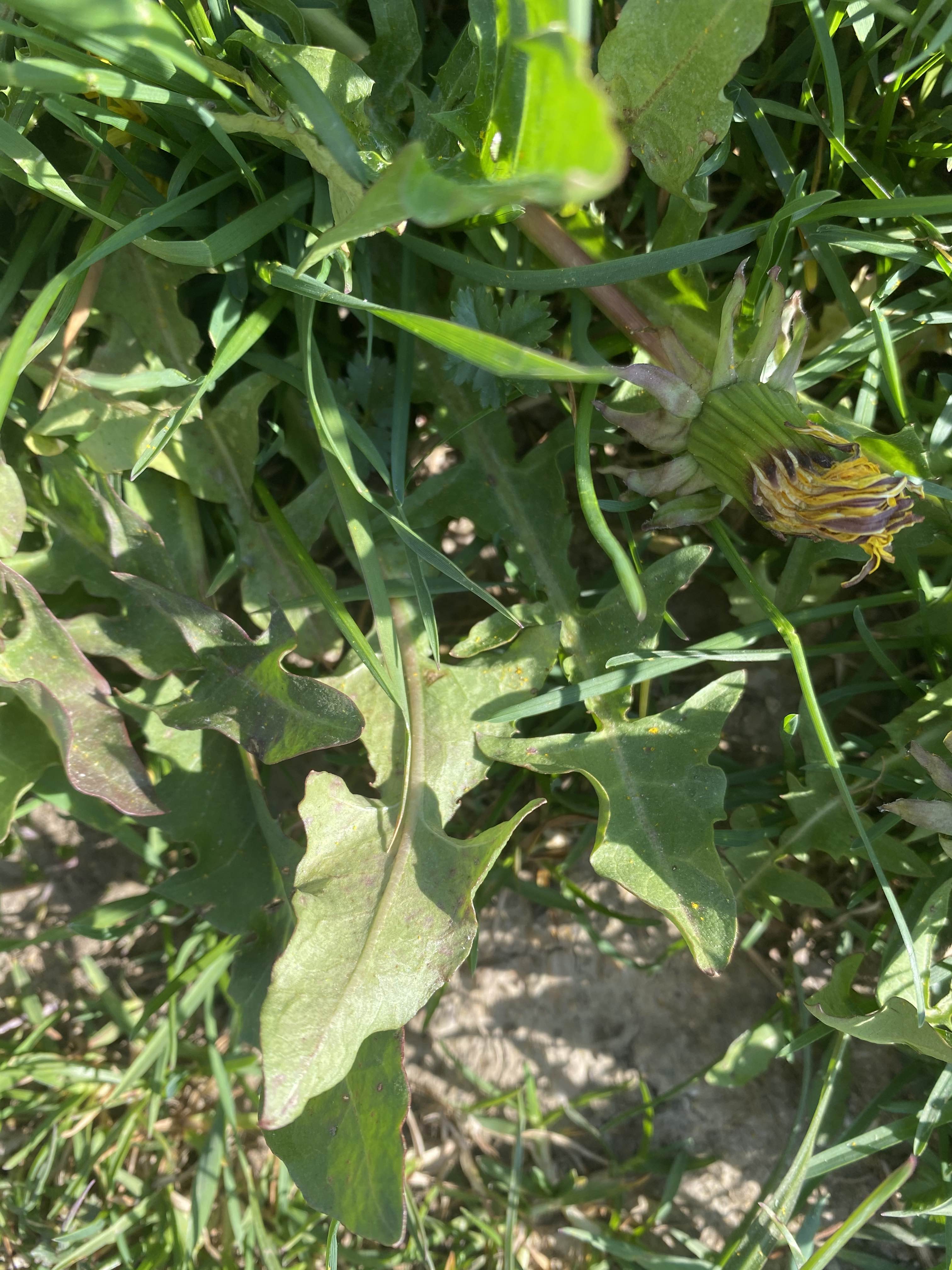 Feuille de pissenlit