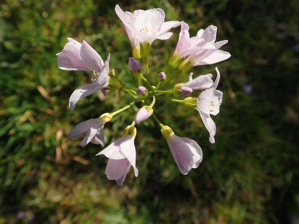 Cardamine des prés inflorescence vue de dessus