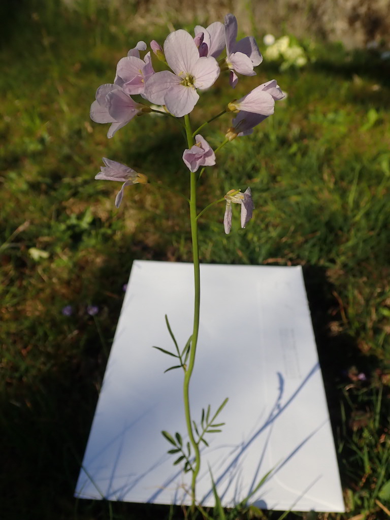 Cardamine des prés vue générale